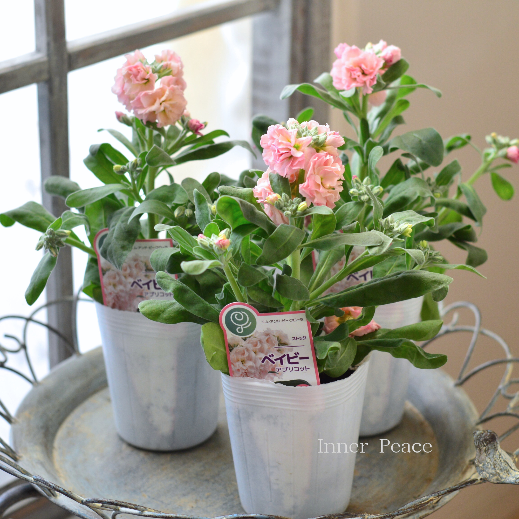 【八重咲き】 ストック ベイビー 『アプリコット』 3寸ロングPOT