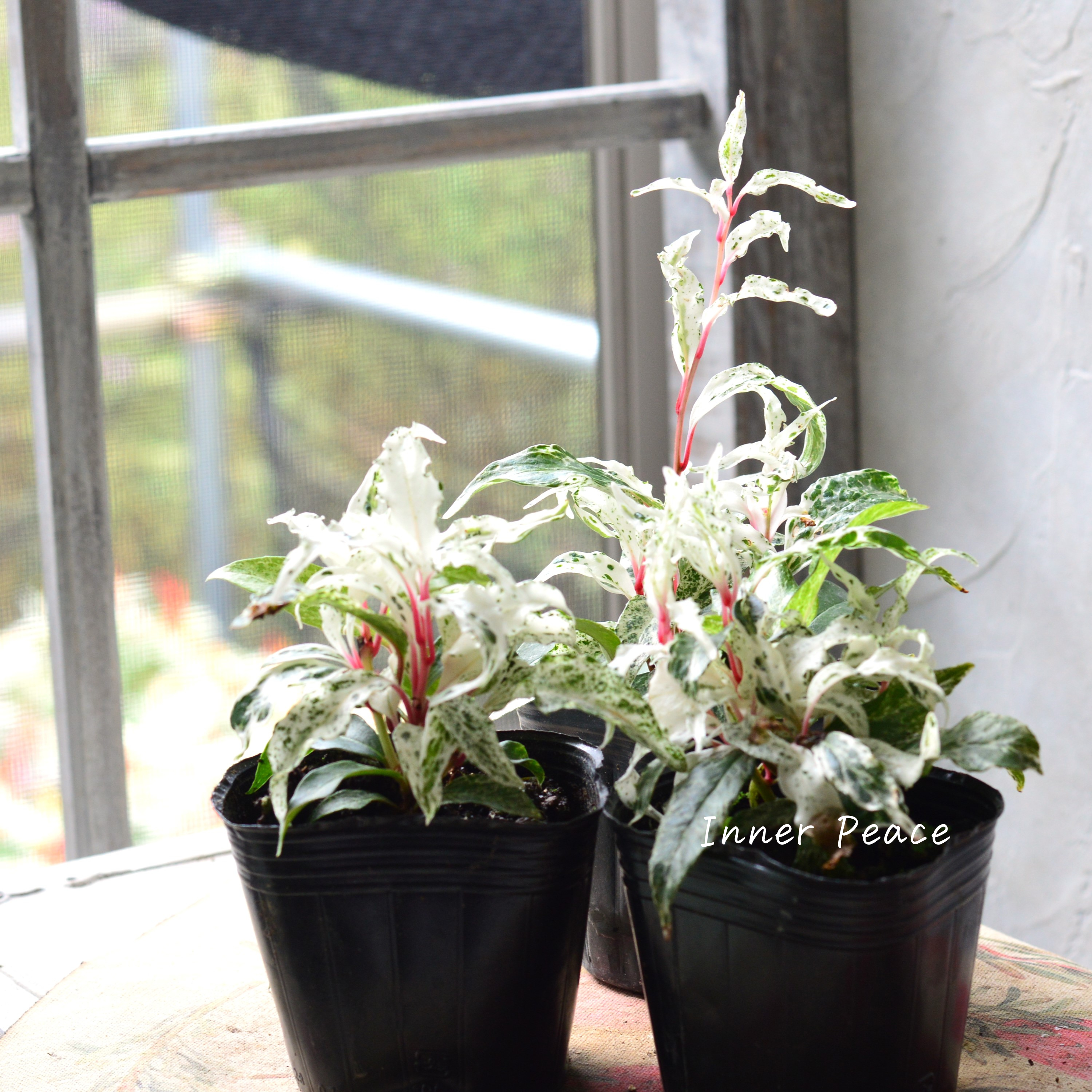 【美しい】 美男カズラ 『紅吹雪』 3寸POT