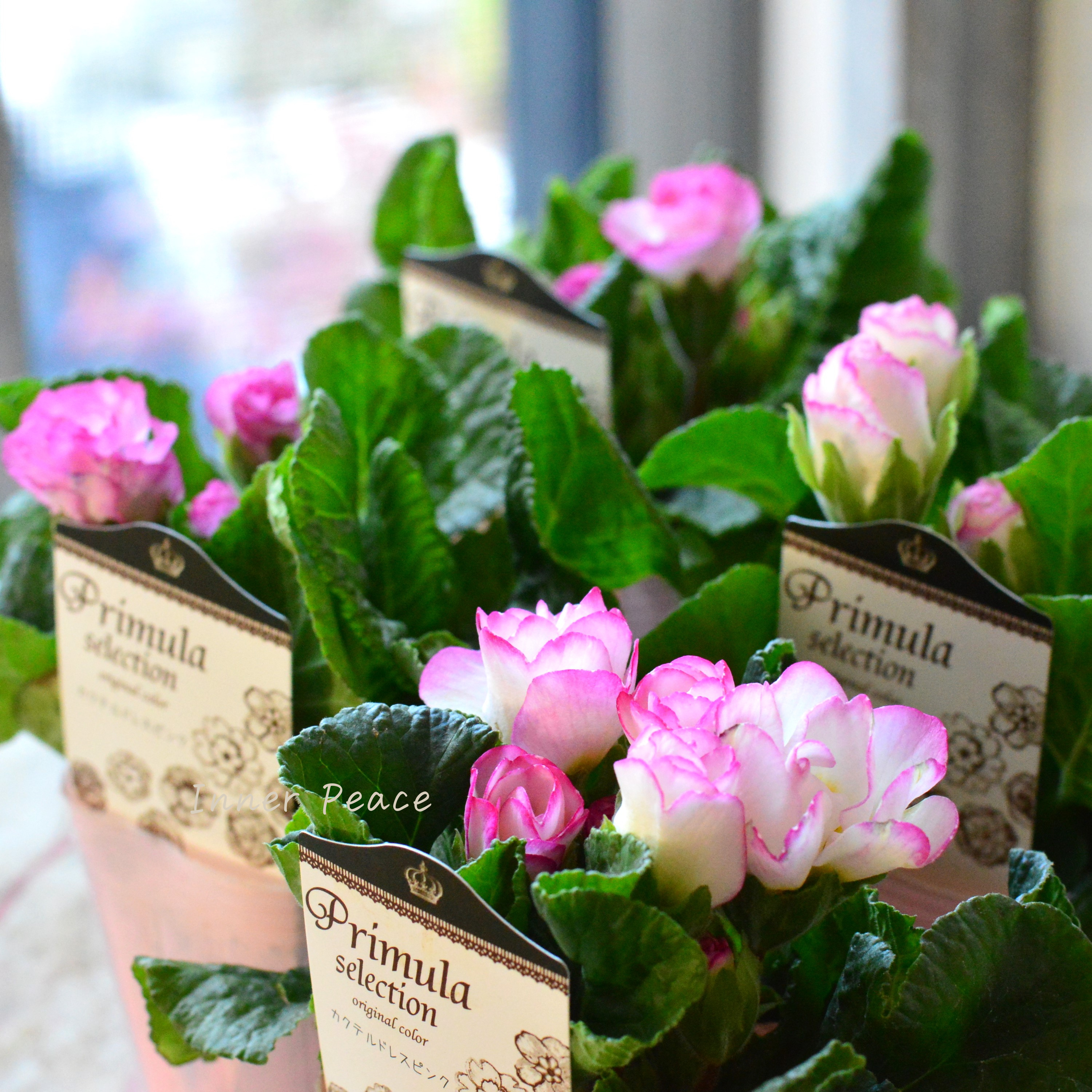 【k-plantsさん】 バラ咲き プリムラ 『カクテルドレス・ピンク』 2.5寸ロングPOT