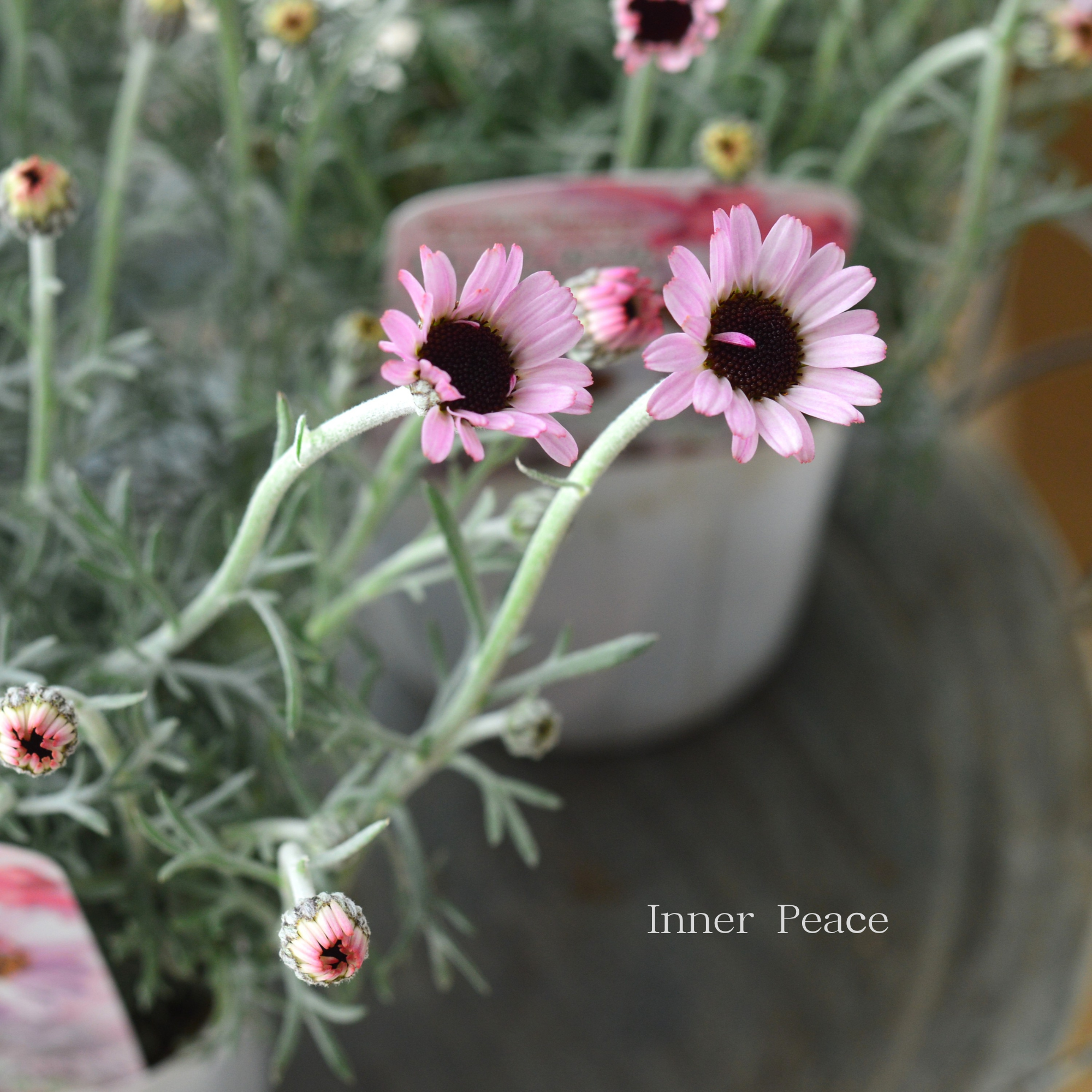 【New】 ローダンセマム 『サクラチーク』 3.5寸POT