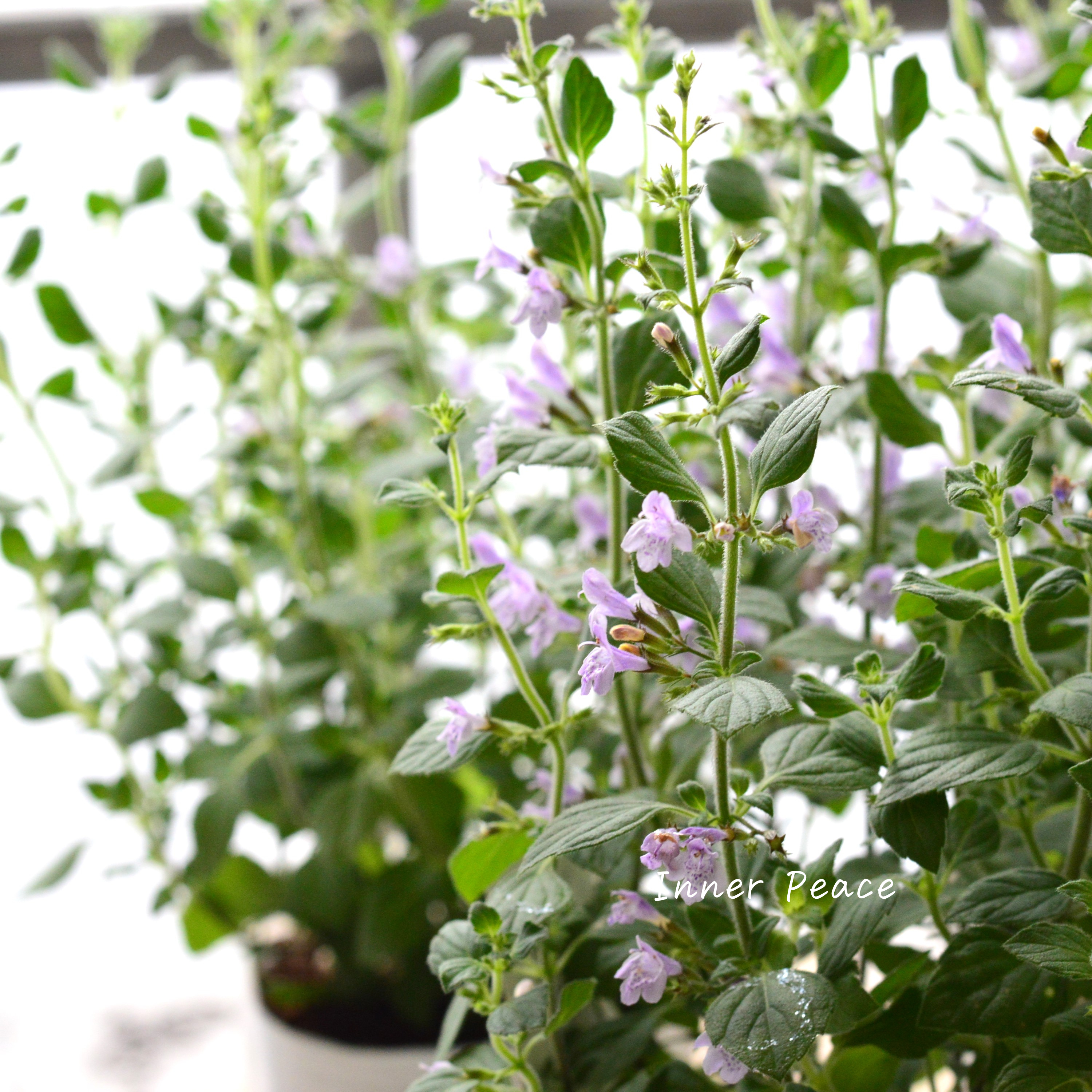 【宿根】 カラミンサ 『マーベレッテ・ブルー』 2.5寸ロングPOT