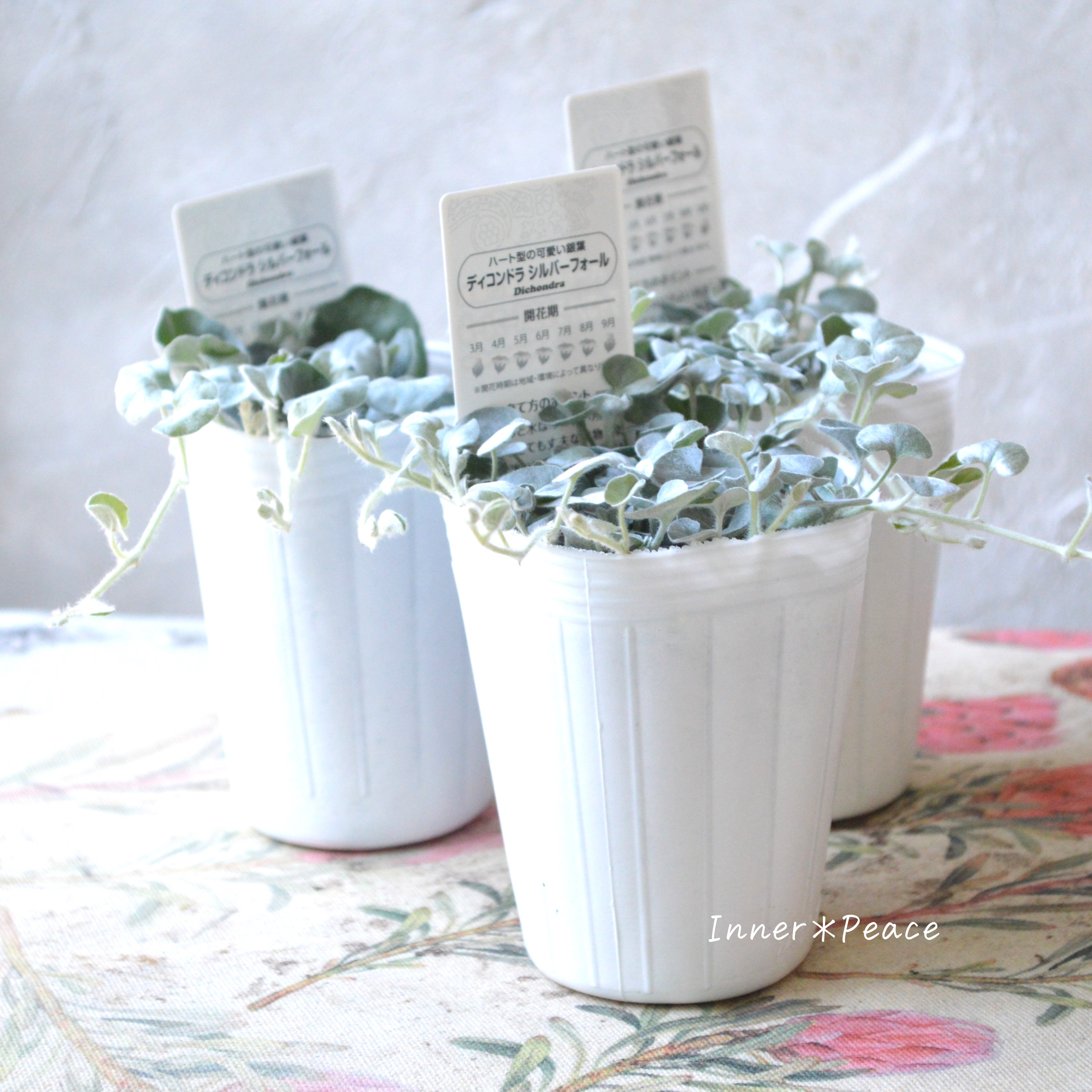 【オシャレ】 ディコンドラ 『シルバーフォール』 2.5寸ロングPOT