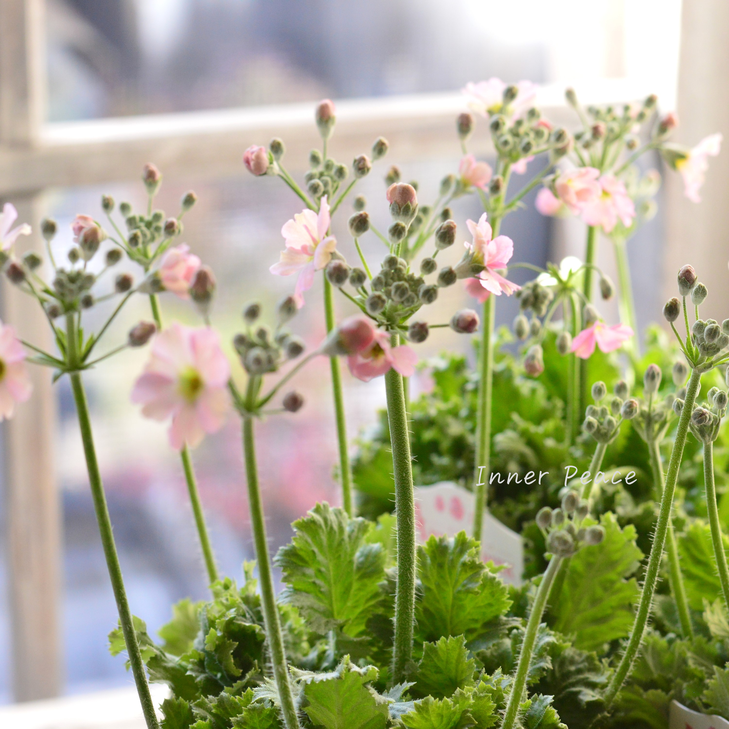 【k-plantsさん】 プリムラ マラコイデス 『アンティークピンク』 2.5寸ロングポット