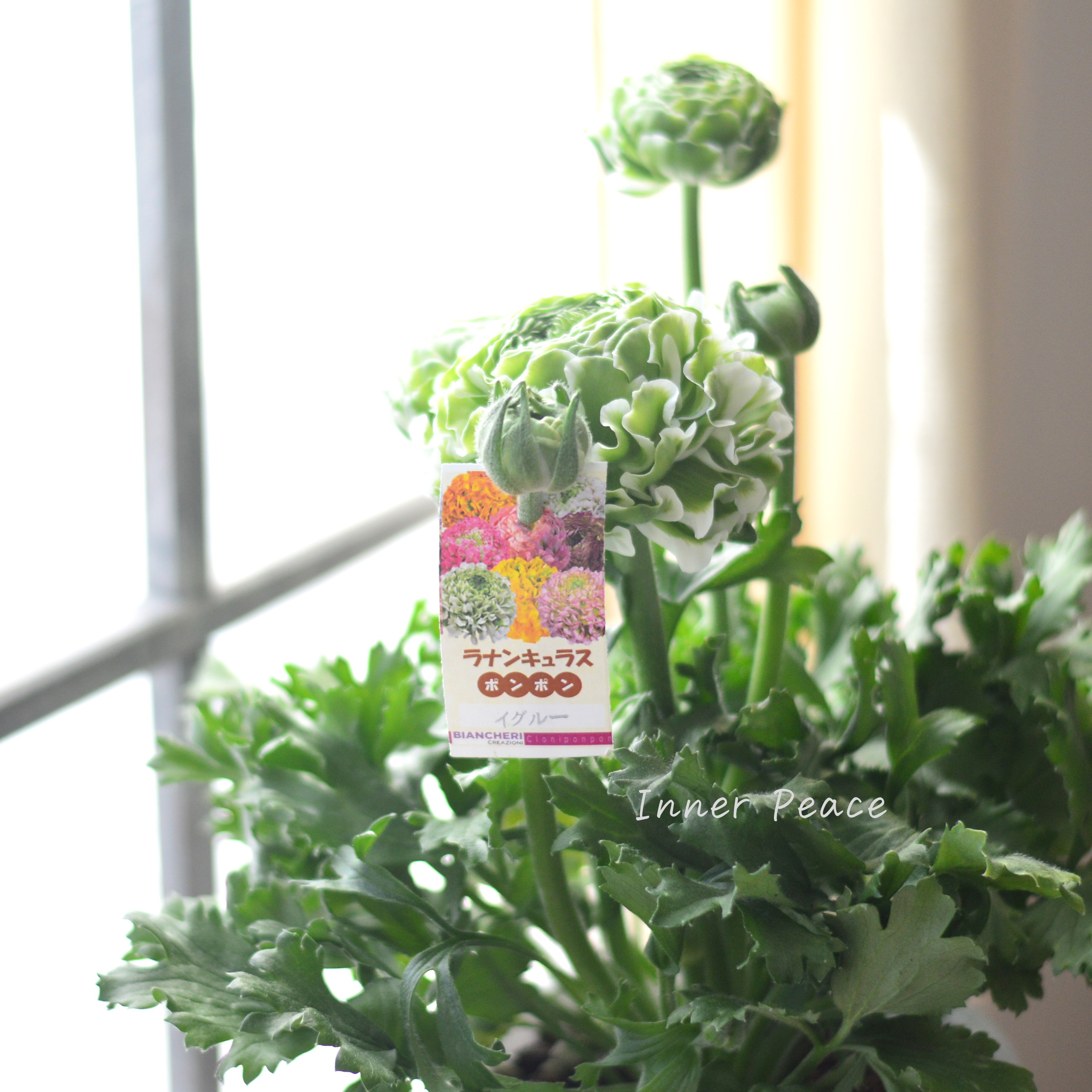 【希少】 ラナンキュラス・ポンポン 『イグルー』 5号鉢