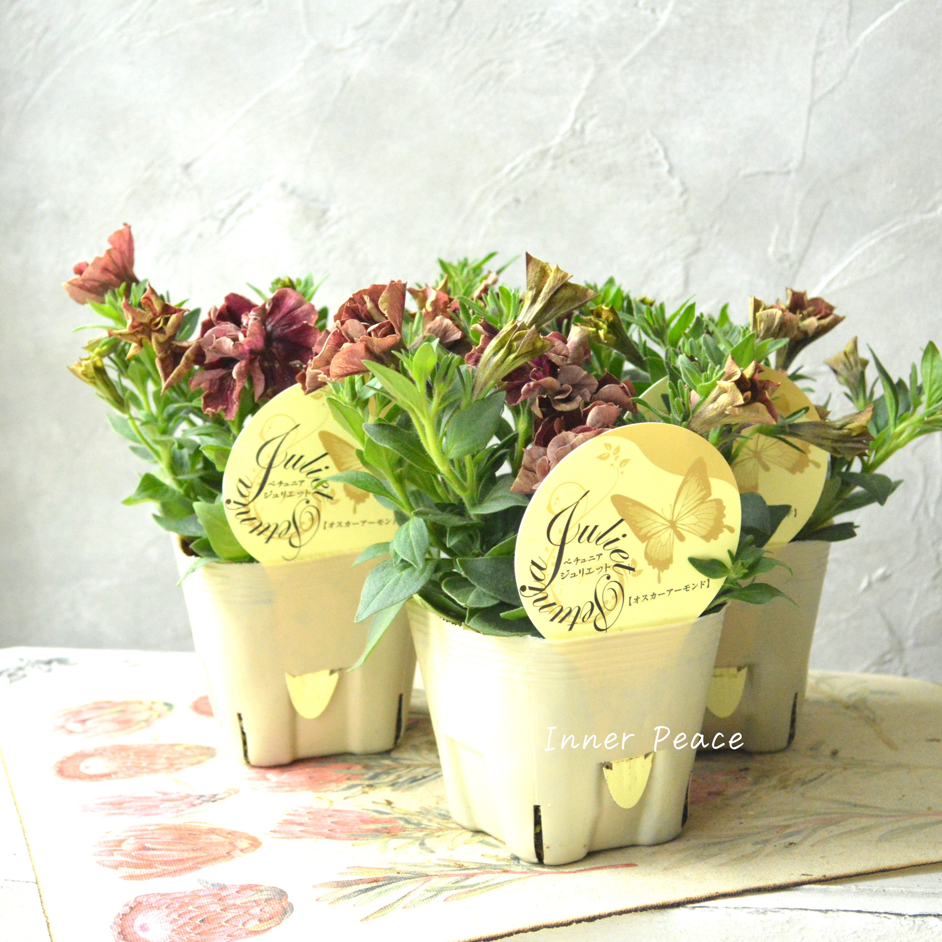 【花芳さんオリジナル】New! 八重咲きペチュニア 『ジュリエット・オスカーアーモンド』 3.5寸POT