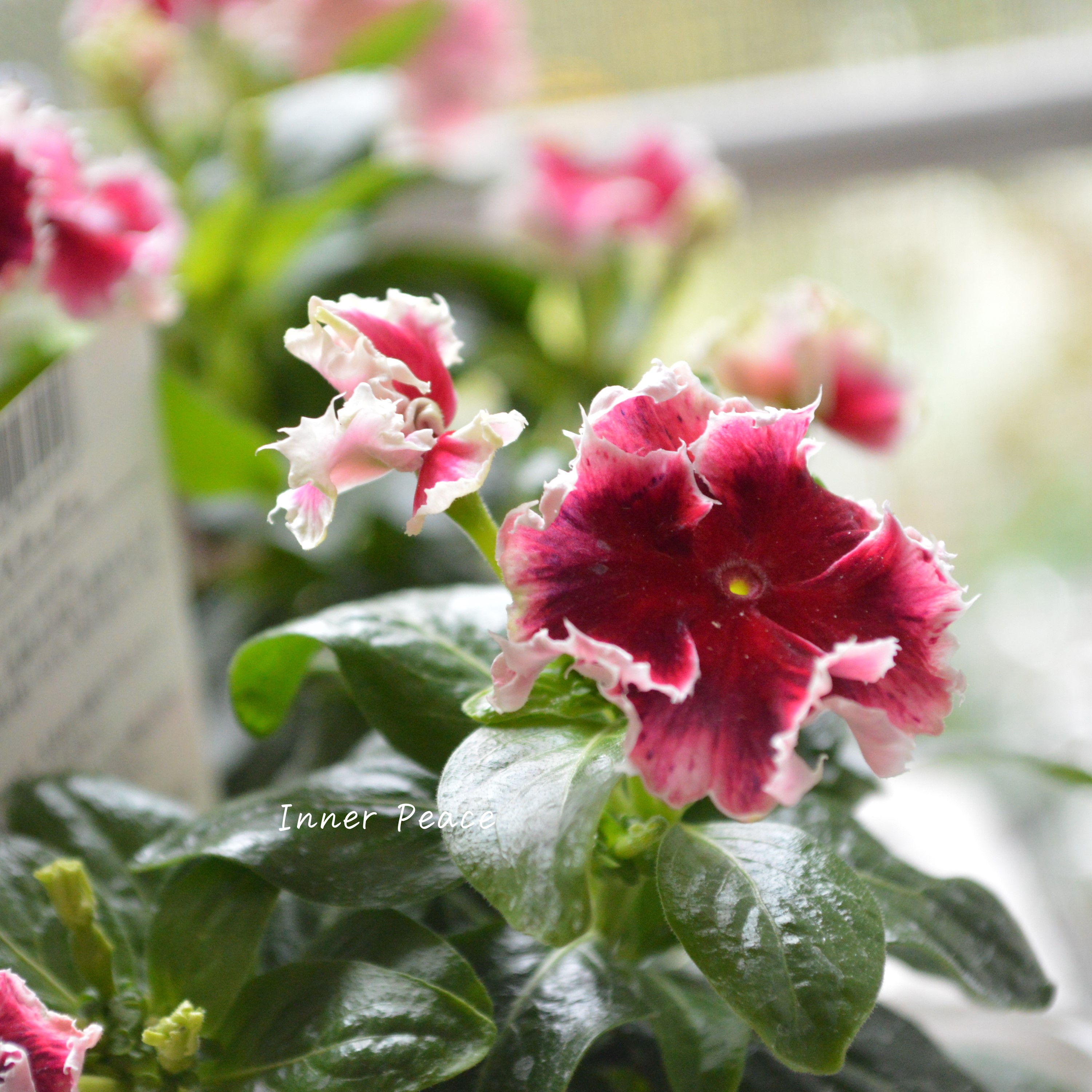 【北島園芸さん】 ニチニチソウ 『ノブレスチュチュ』 3.5寸POT