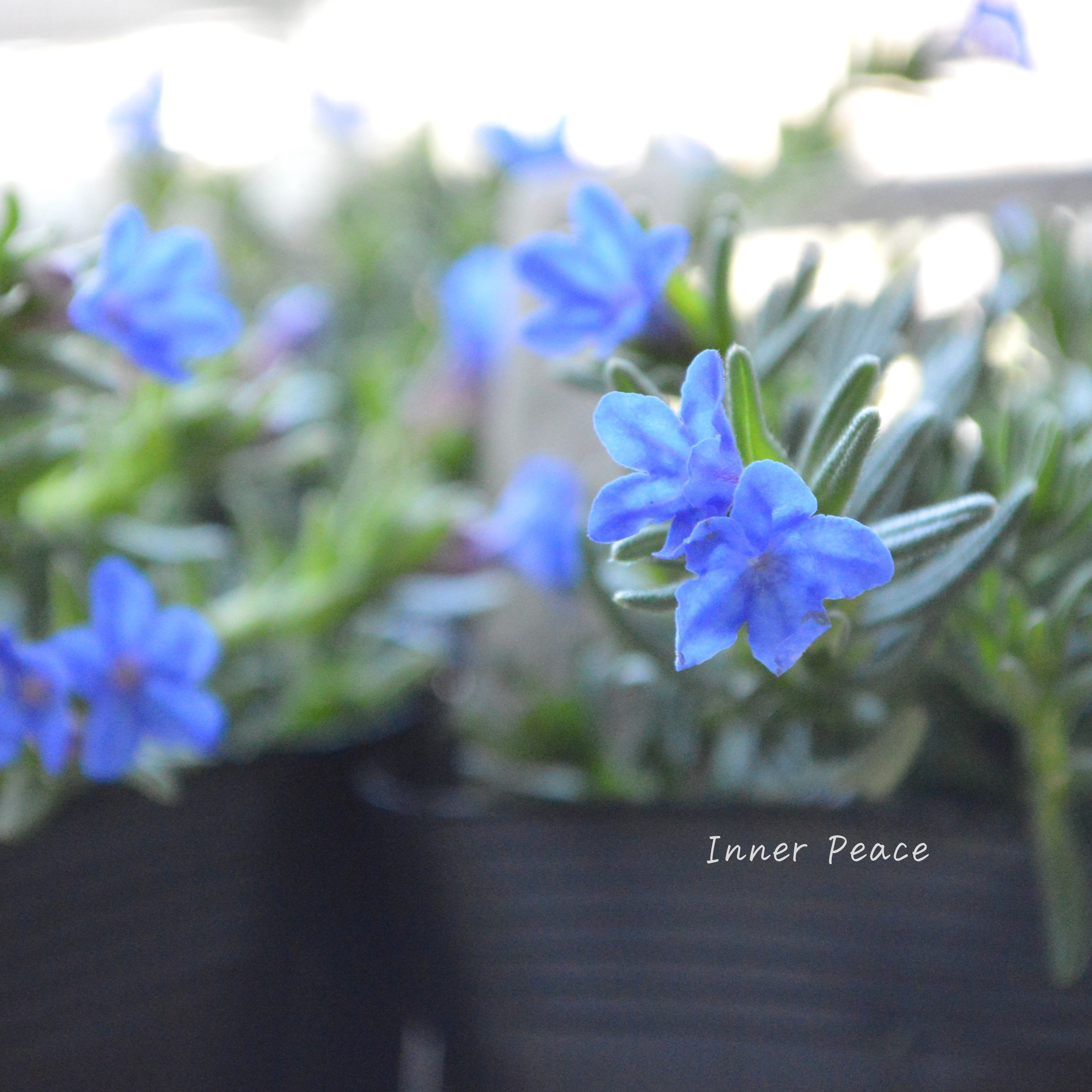 【美しい】 ミヤマホタルカズラ 『むらさき小花』 3.5寸POT