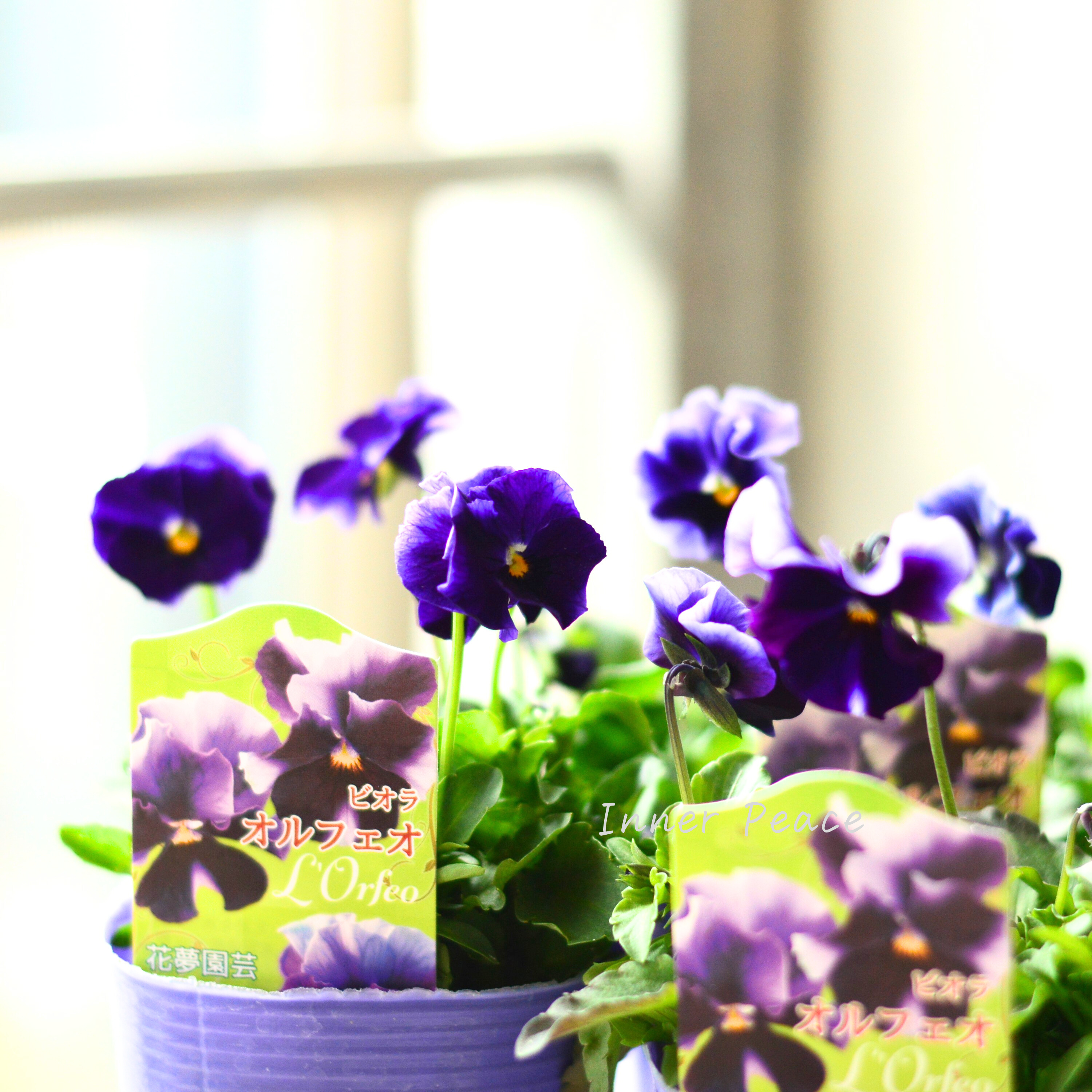【花夢園芸さん】 ビオラ 『オルフェオ』 3寸ロングPOT