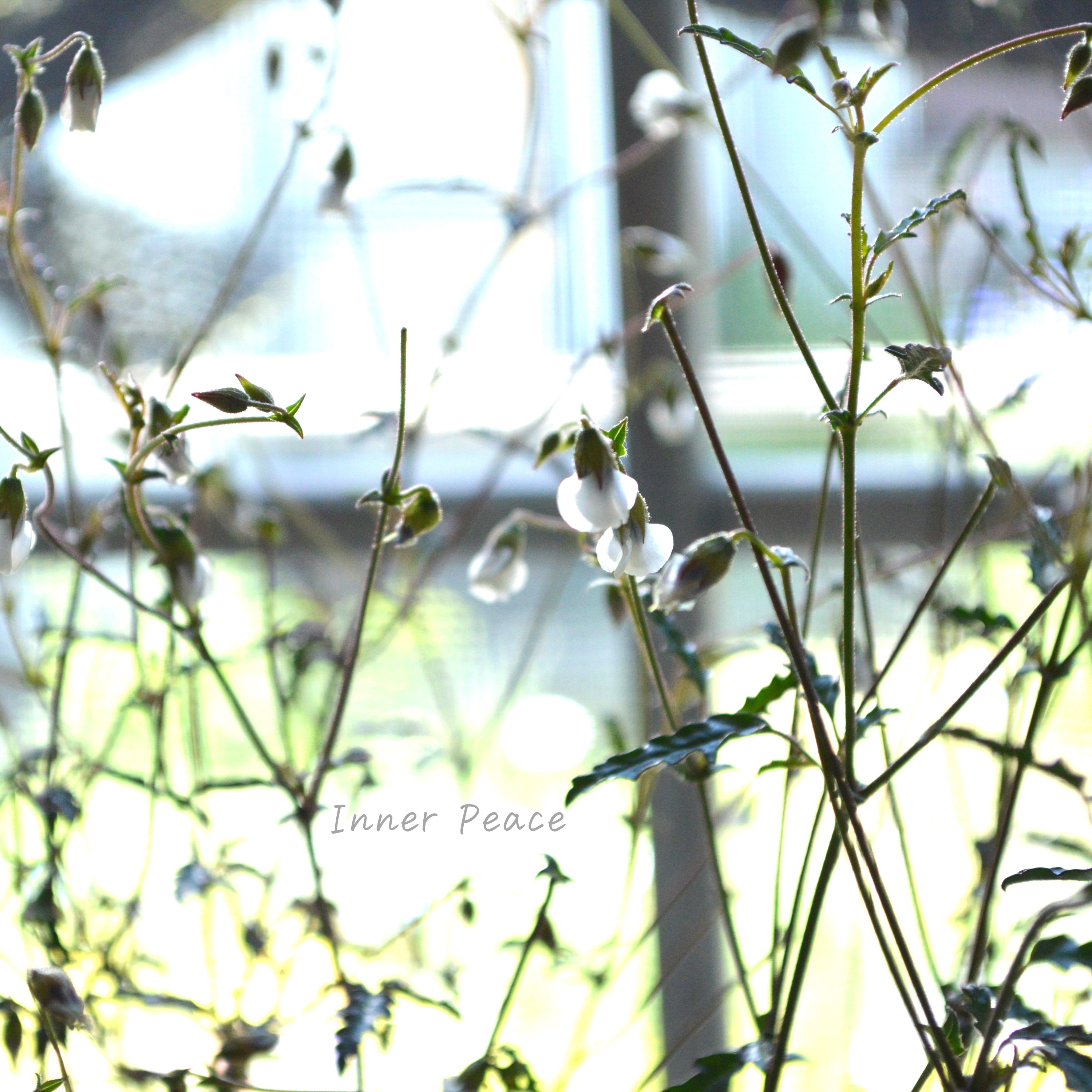 Sale! 【個性的】 ハーマニアコッコカーパ 3寸POT