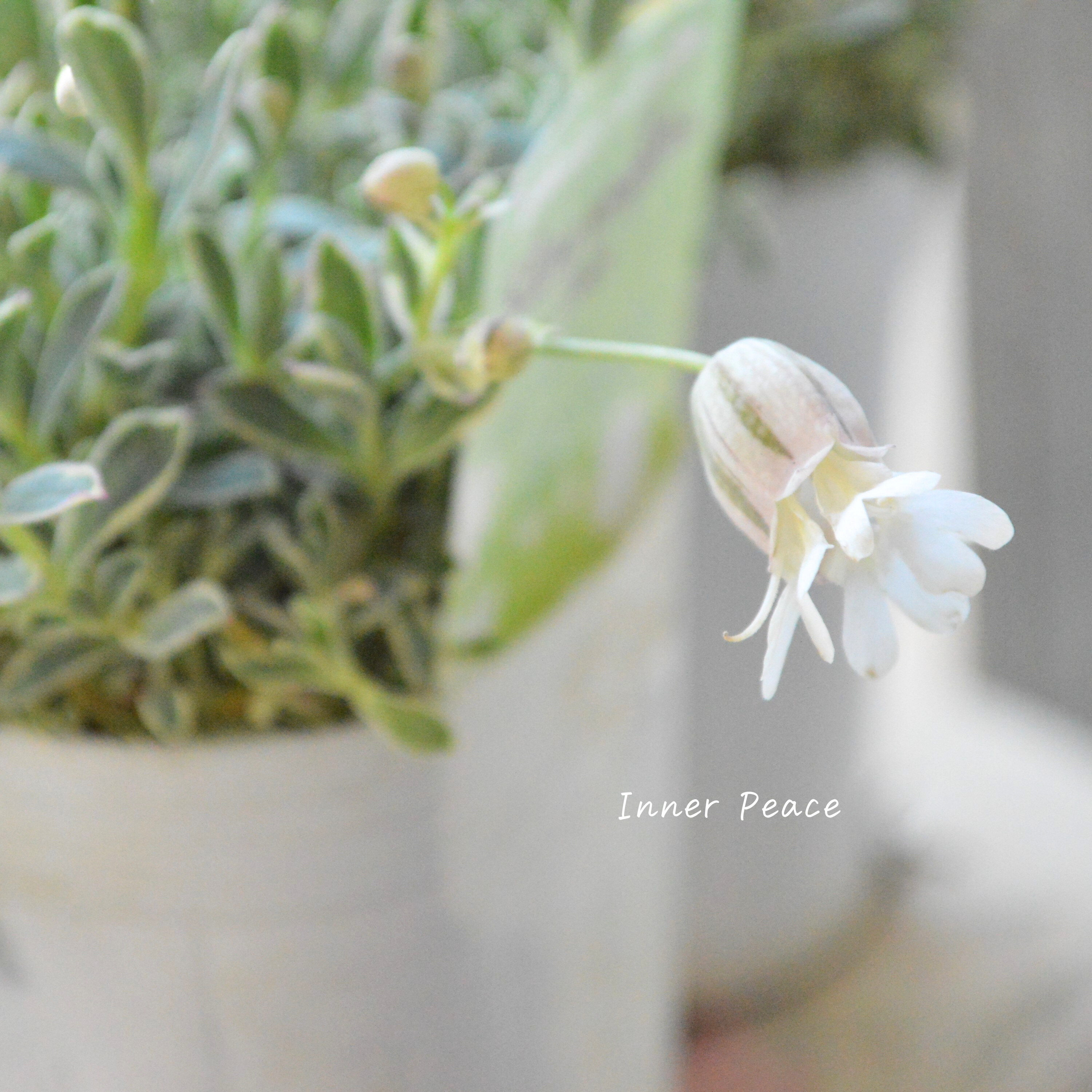 【新品種】 シレネ ドルチェ 3寸ロングPOT