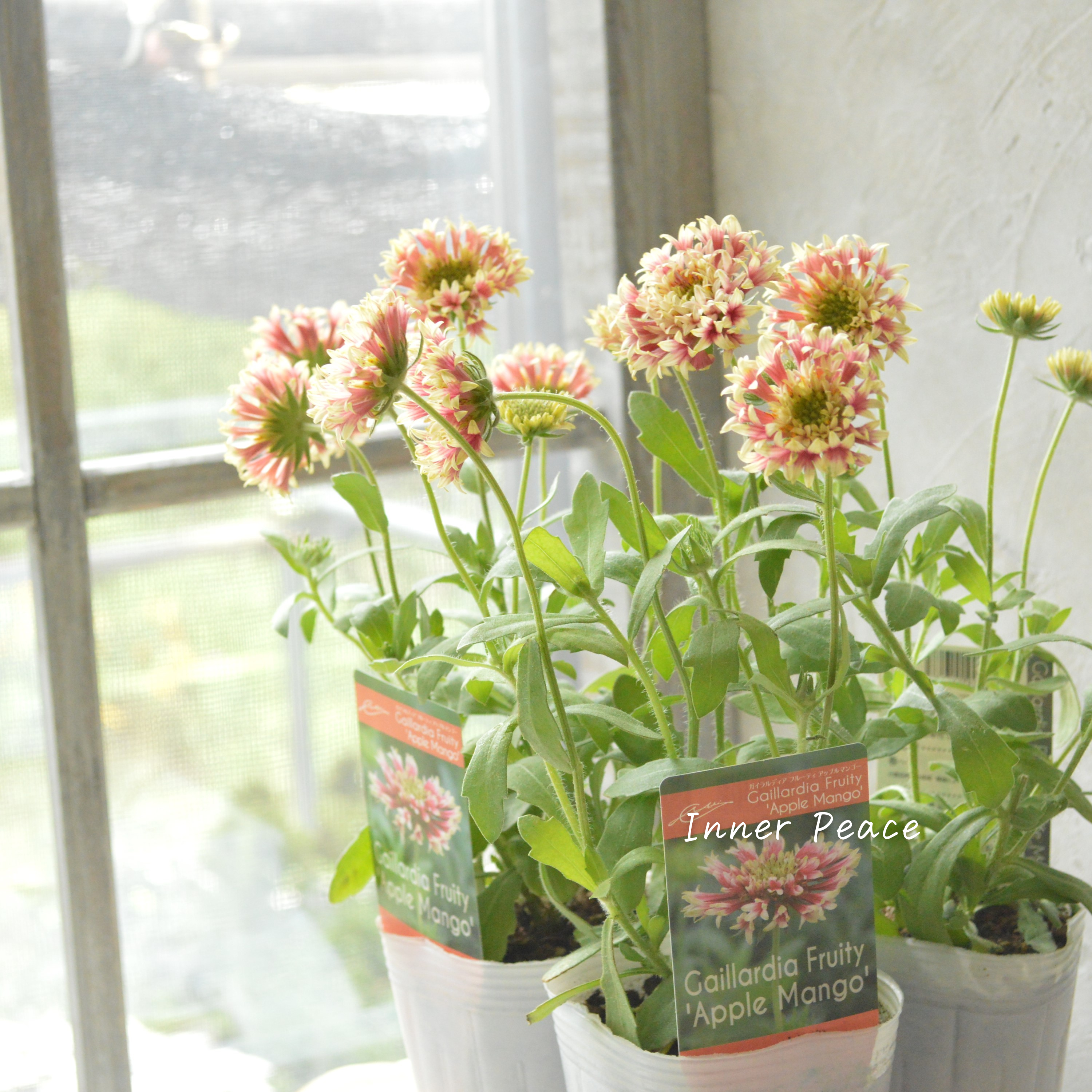 【人気】 ガイラルディア 『フルーティ・アップルマンゴー』 3寸ロングPOT