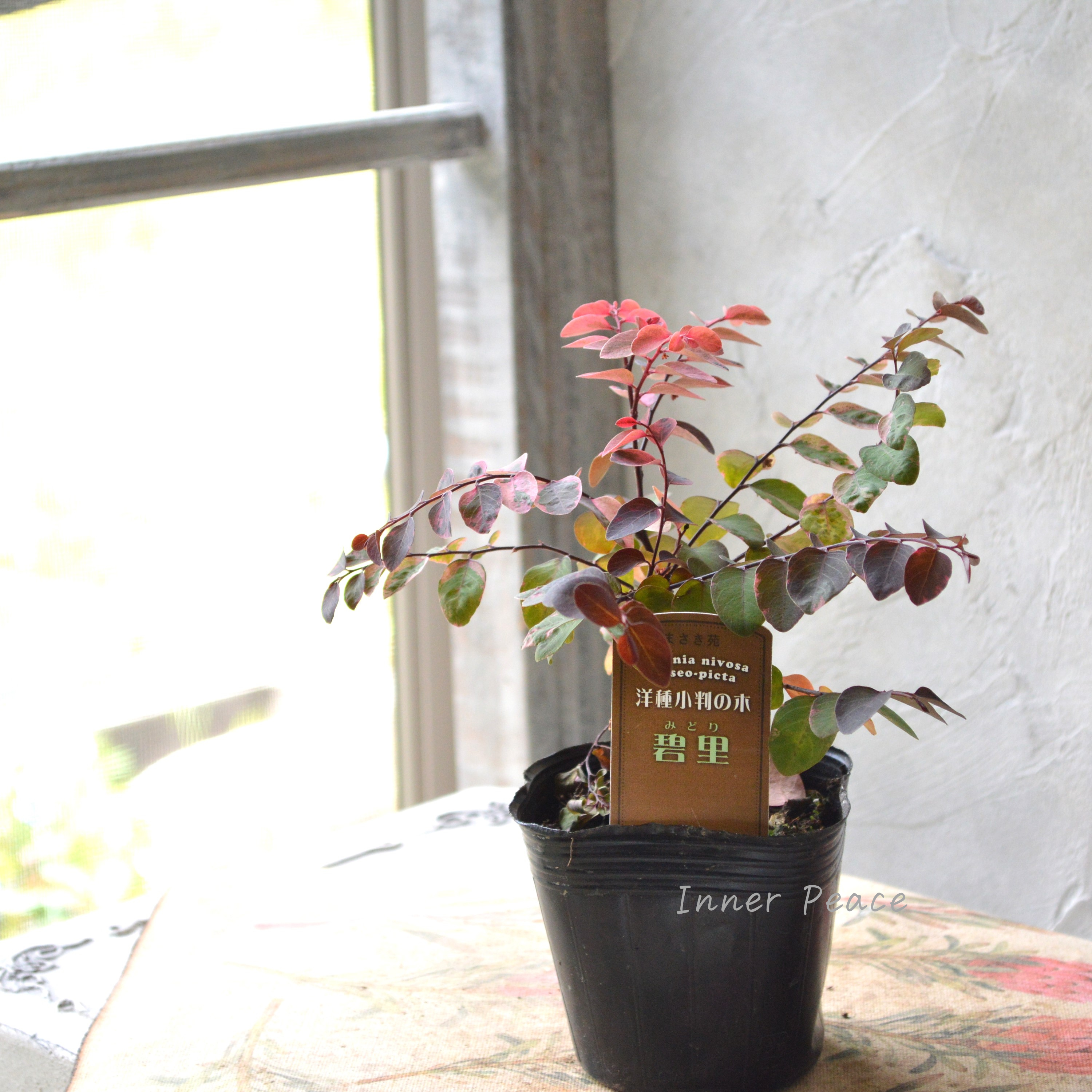 【希少】 ヨウシュコバンノキ(洋種小判の木)『碧里ーみどりー』 3寸POT