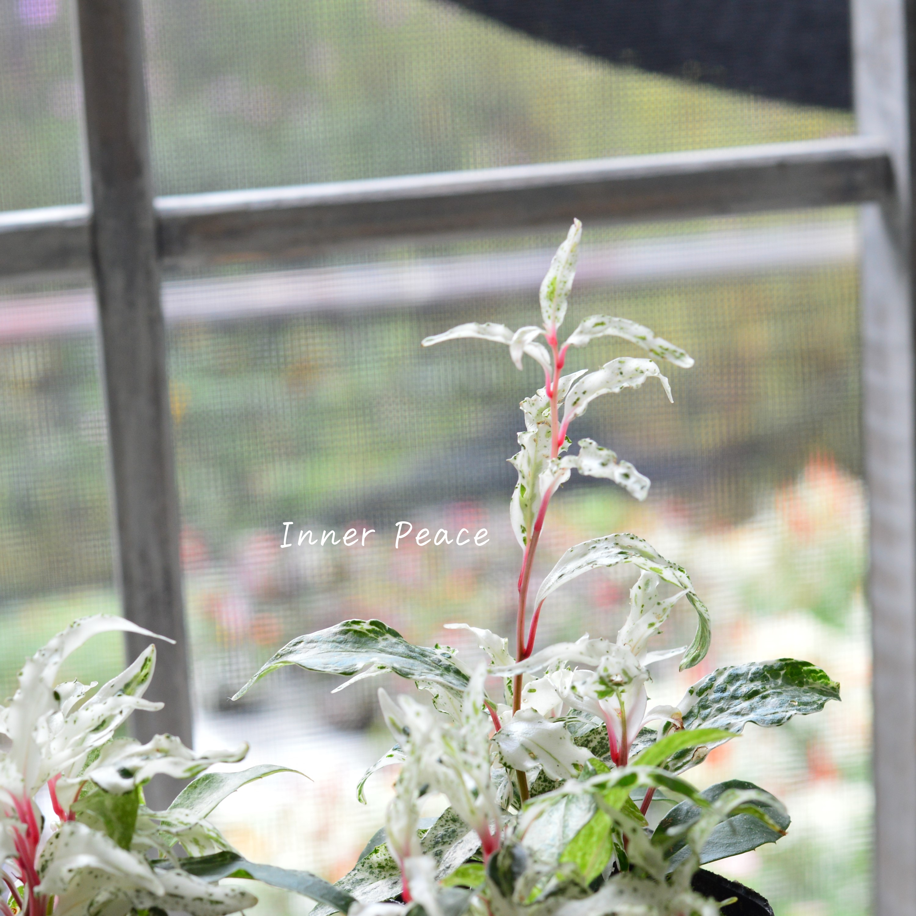 【美しい】 美男カズラ 『紅吹雪』 3寸POT