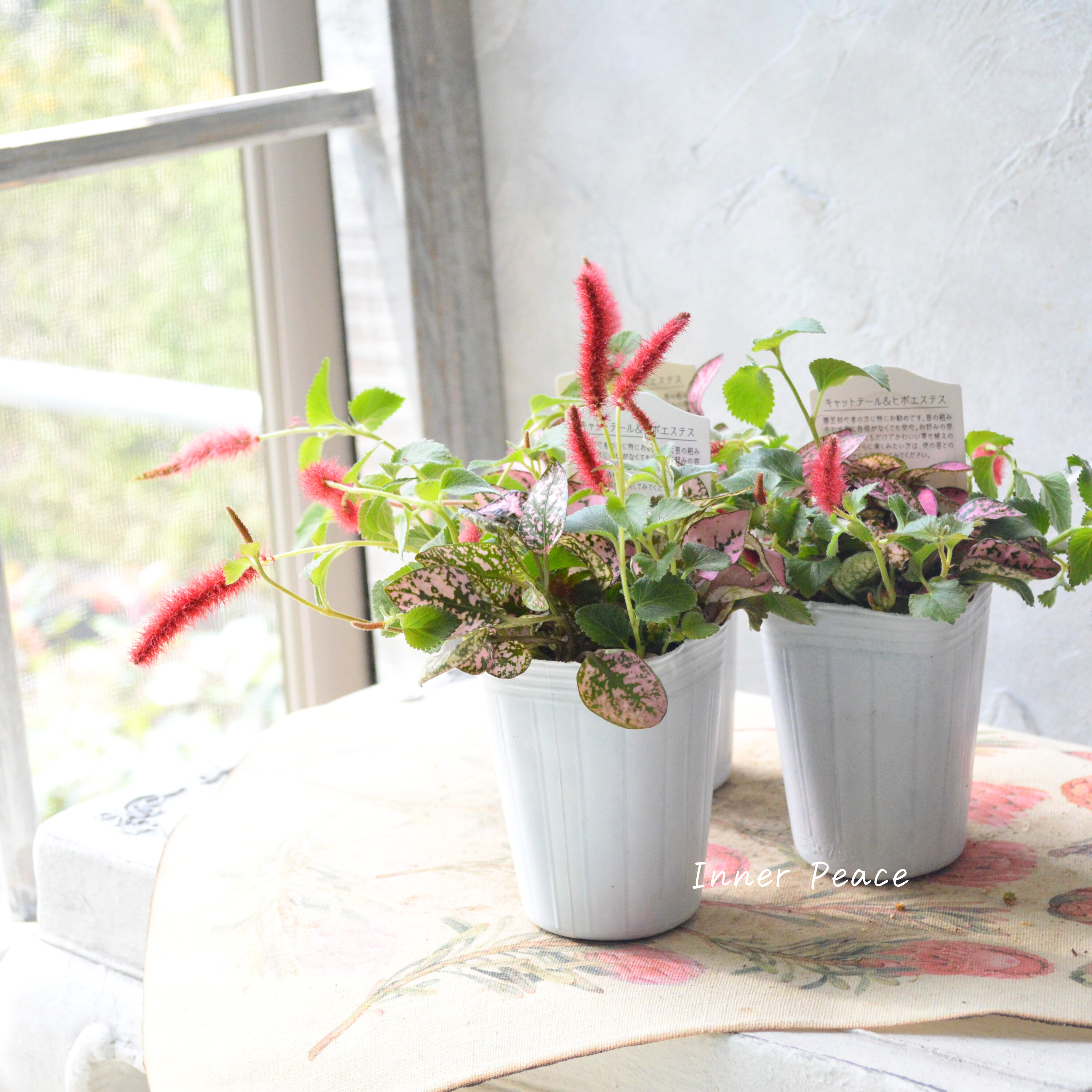 【寄せ植えに】 ヒポキャット(ヒポエステスピンク+キャッツテール) 2.5寸ロングPOT