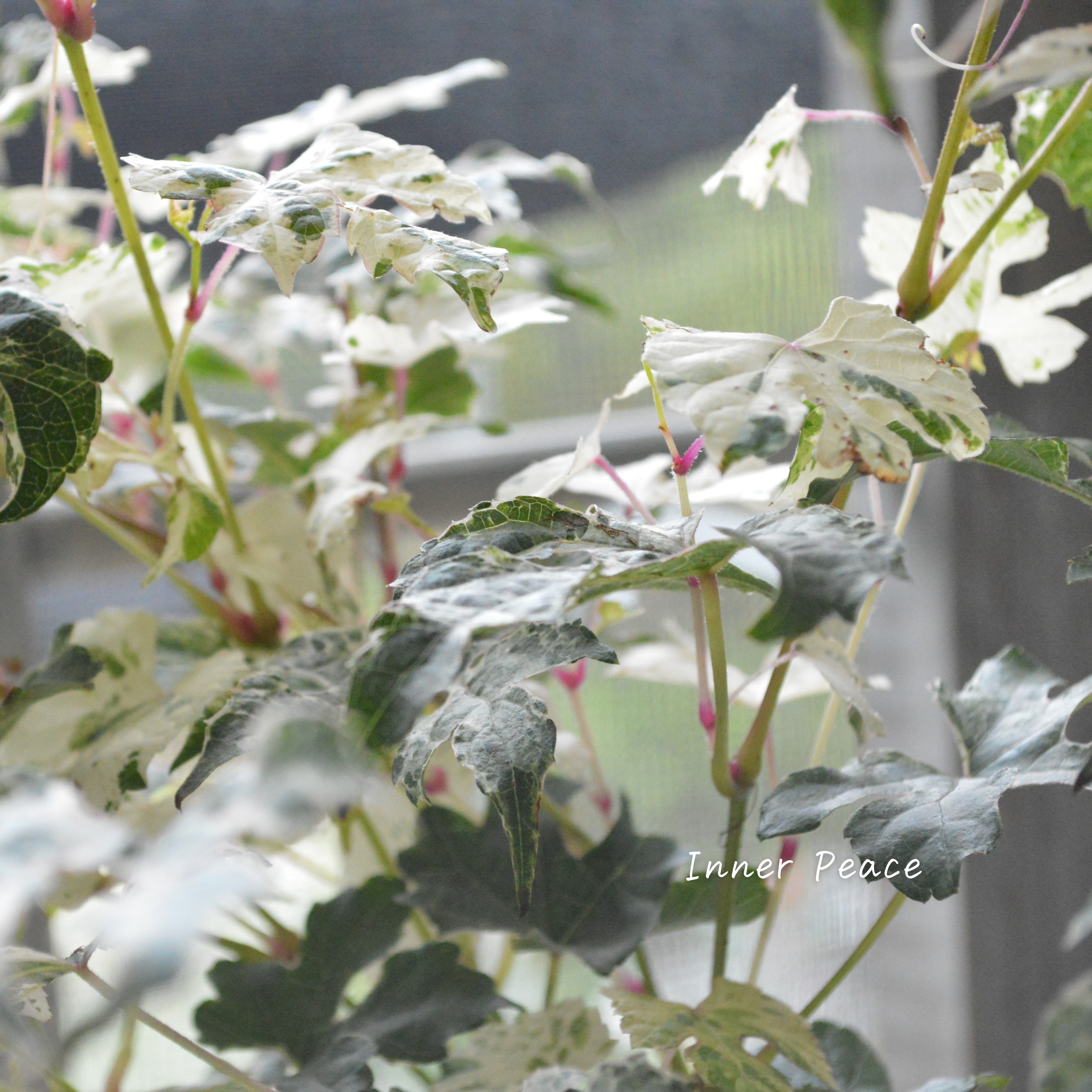 【美しい】 斑入りノブドウ 3寸POT