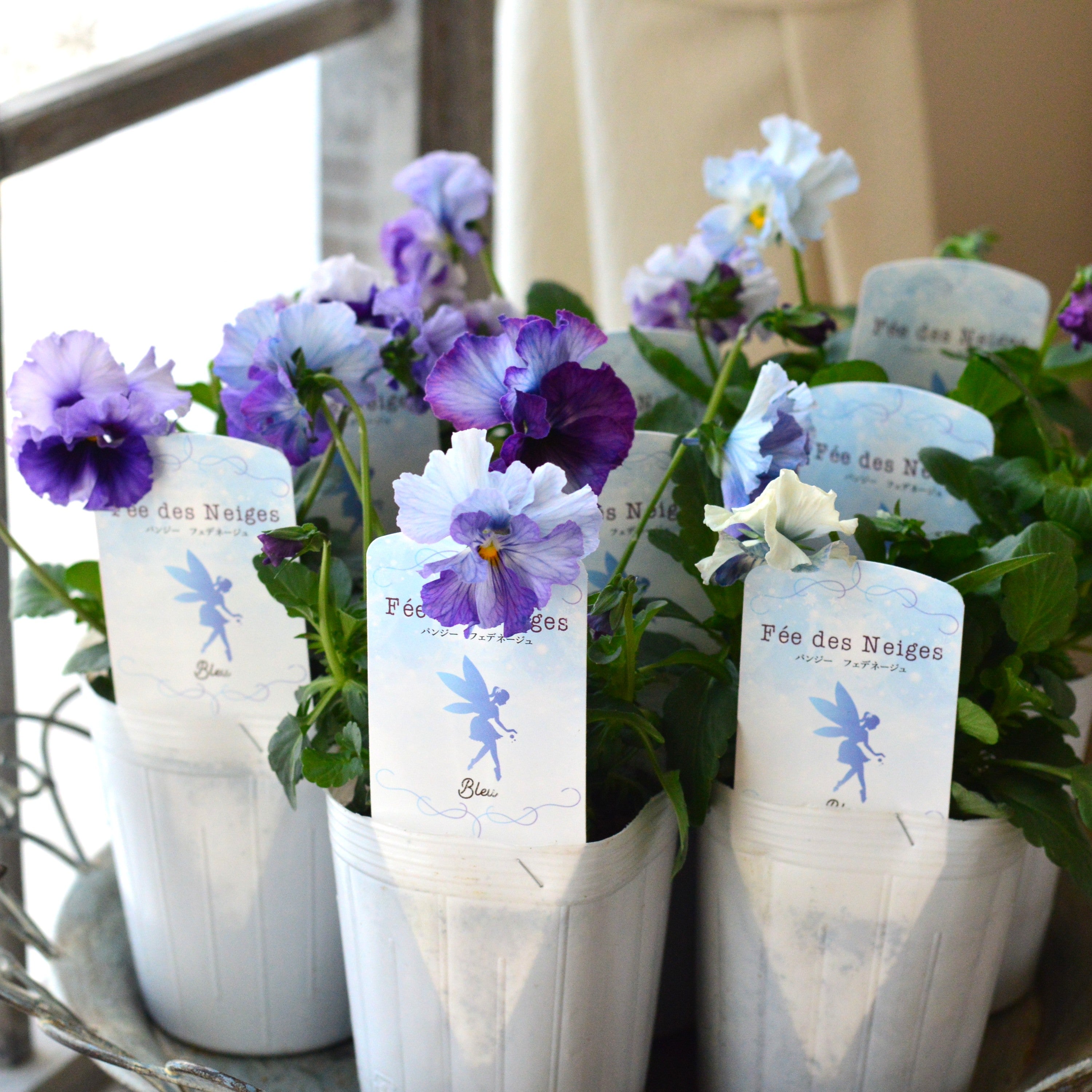 【美しい】 パンジー 『フェデネージュ・ブルー』 3.5寸POT