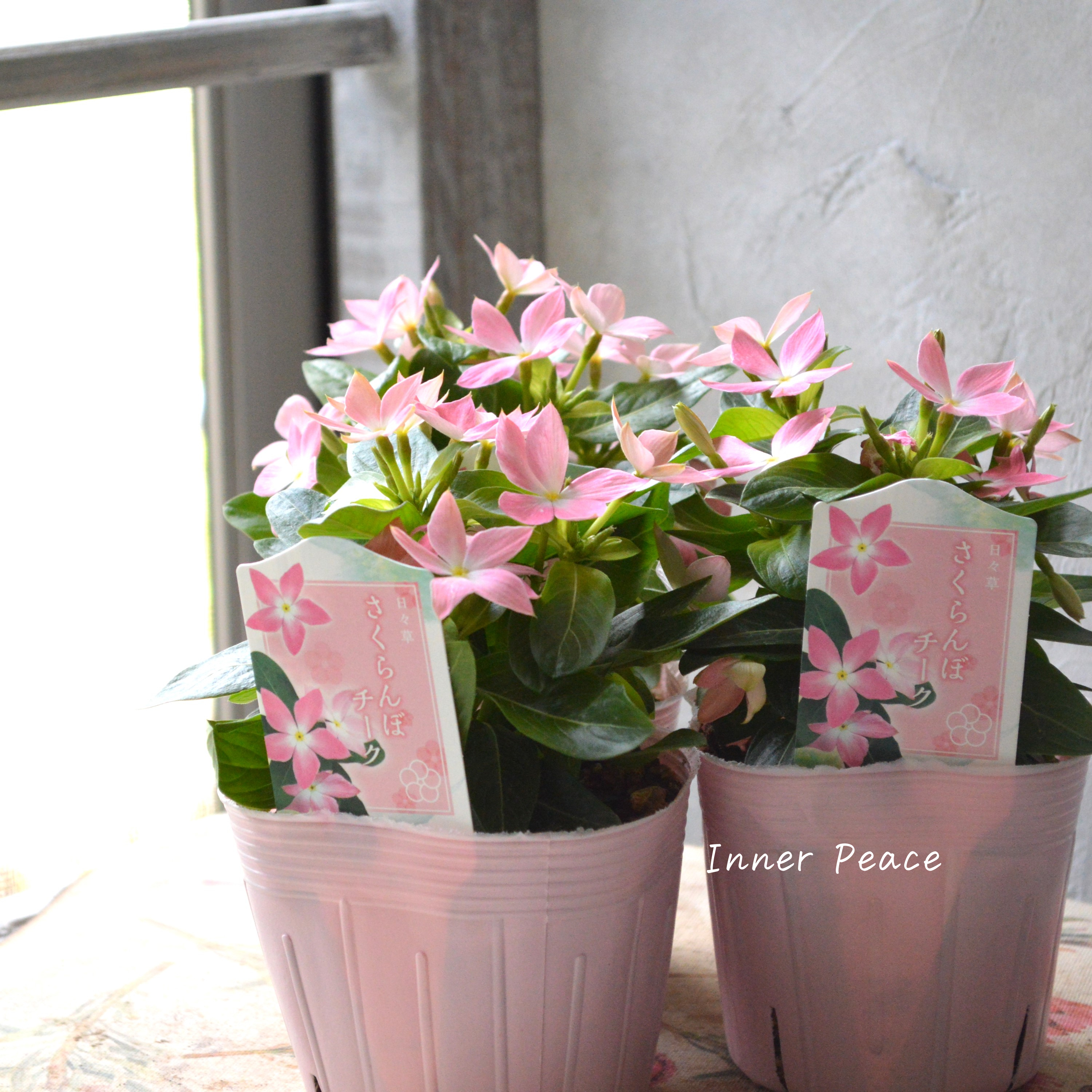 【サトウ園芸さん】 ニチニチソウ 『さくらんぼチーク』 3.5寸POT