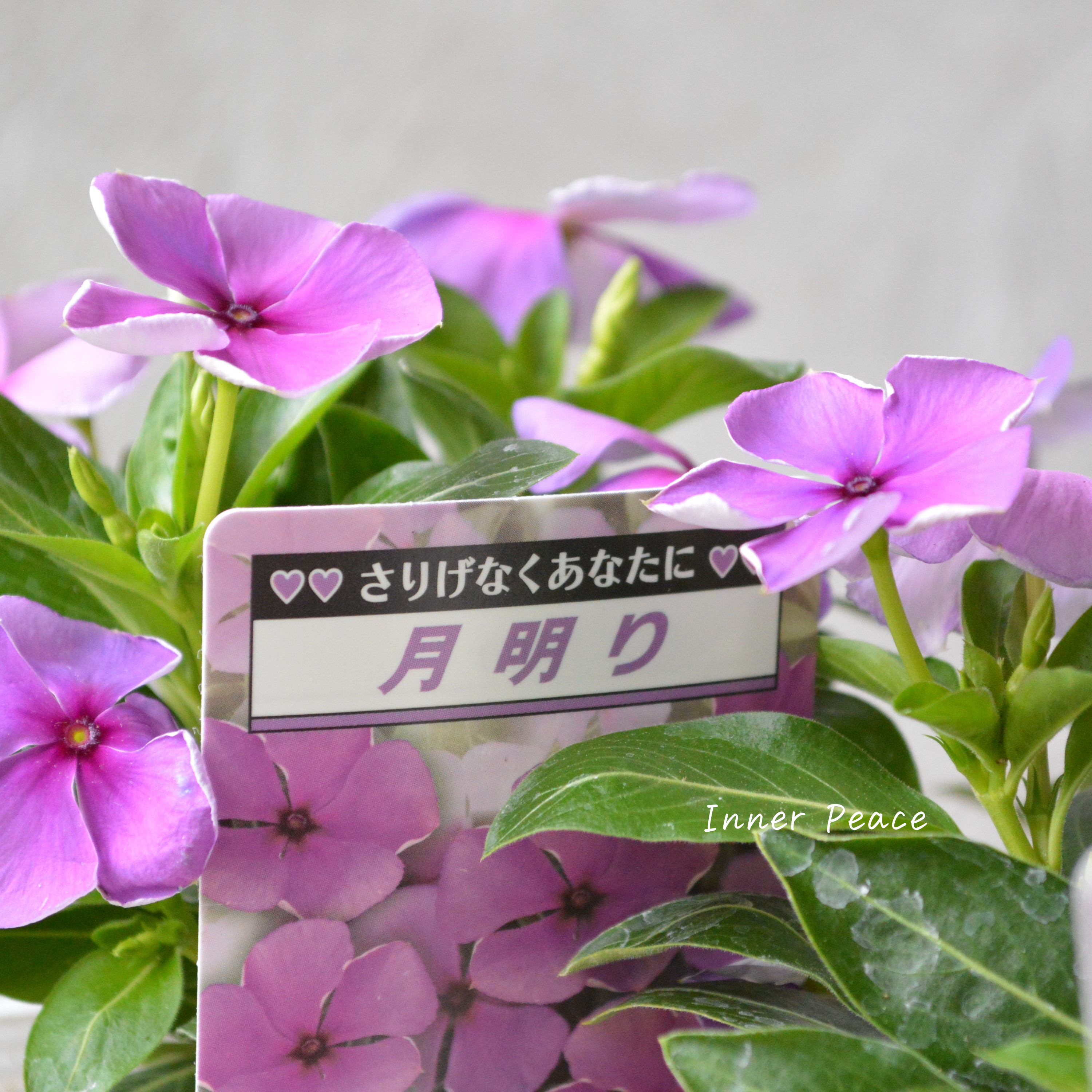 【北島園芸さん】 ニチニチソウ 『月明り』 3.5寸POT