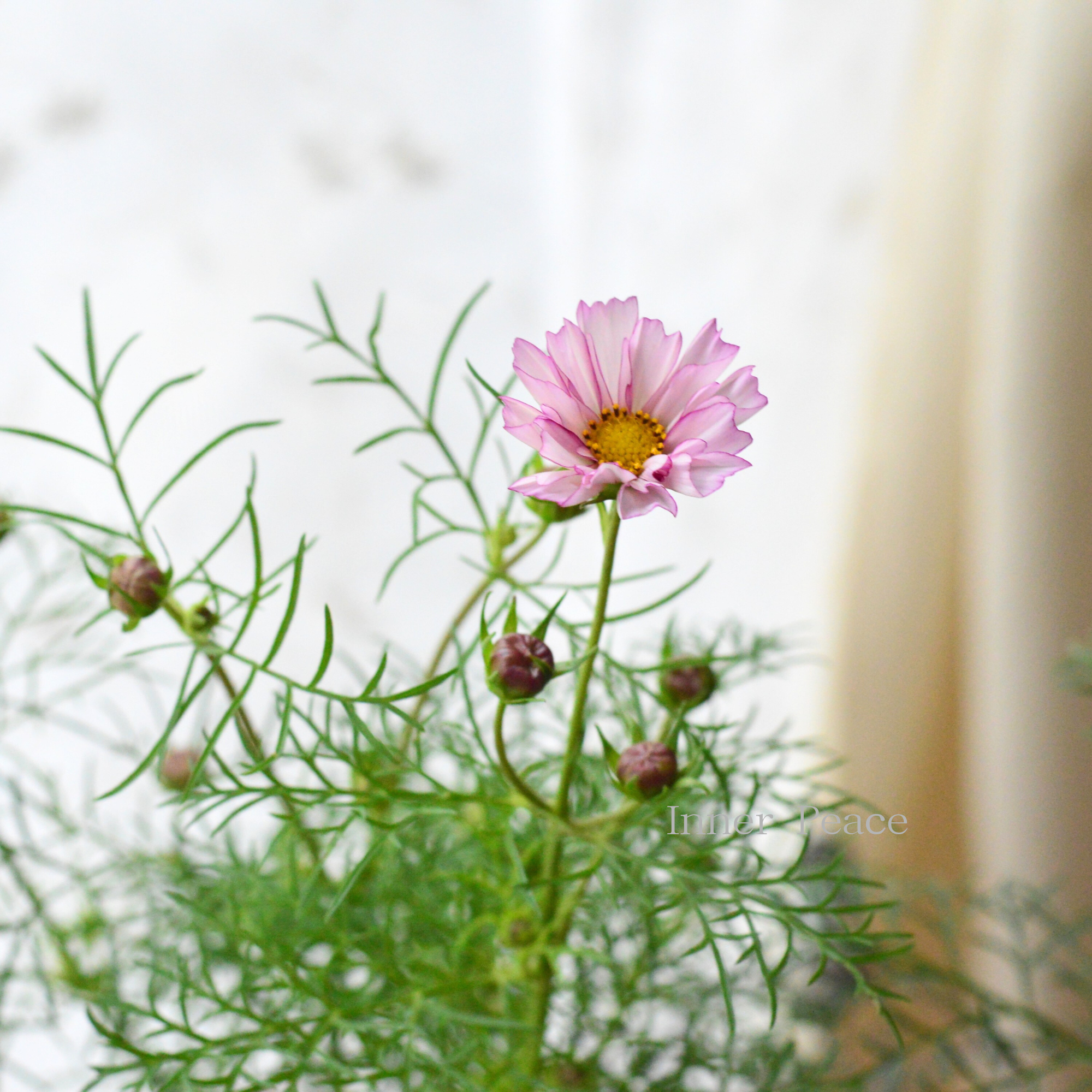 【人気】 コスモス 『ダブルクリック・バイオレットバイカラー』 3寸ロングPOT