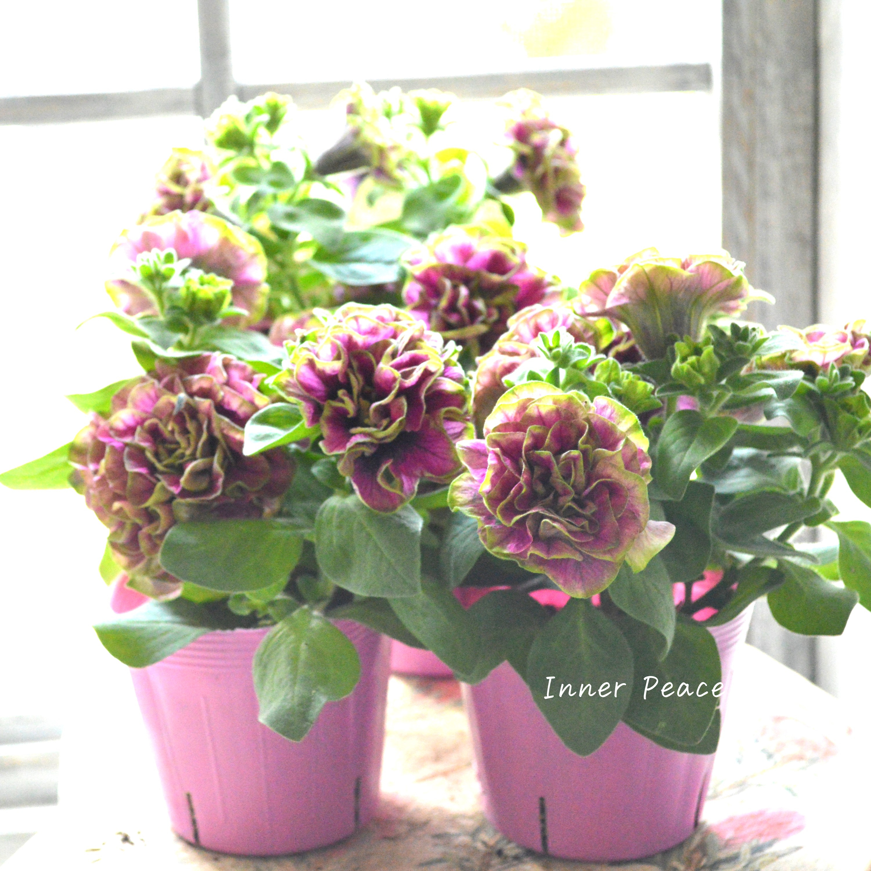 【ガルテン湘南さん】 ペチュニア 『湘南ルビーノ・ヴェルデ』 3.5寸POT