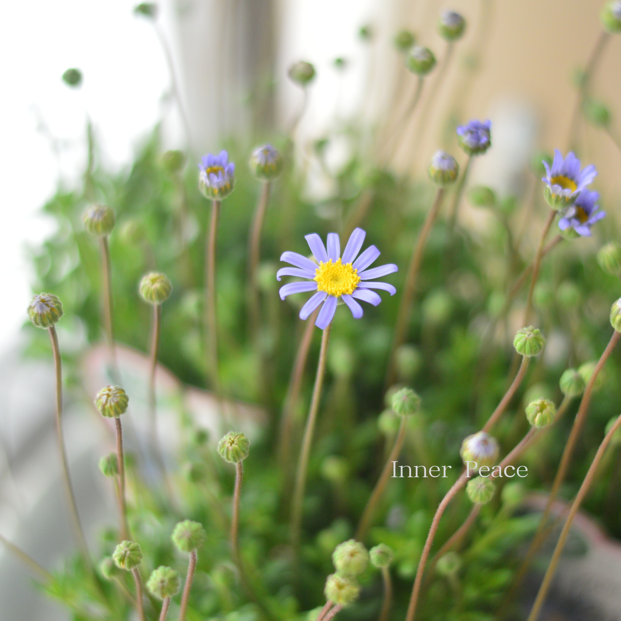 【人気】 フェリシア(ブルーデージー) 『ベリシア』 3.5寸POT