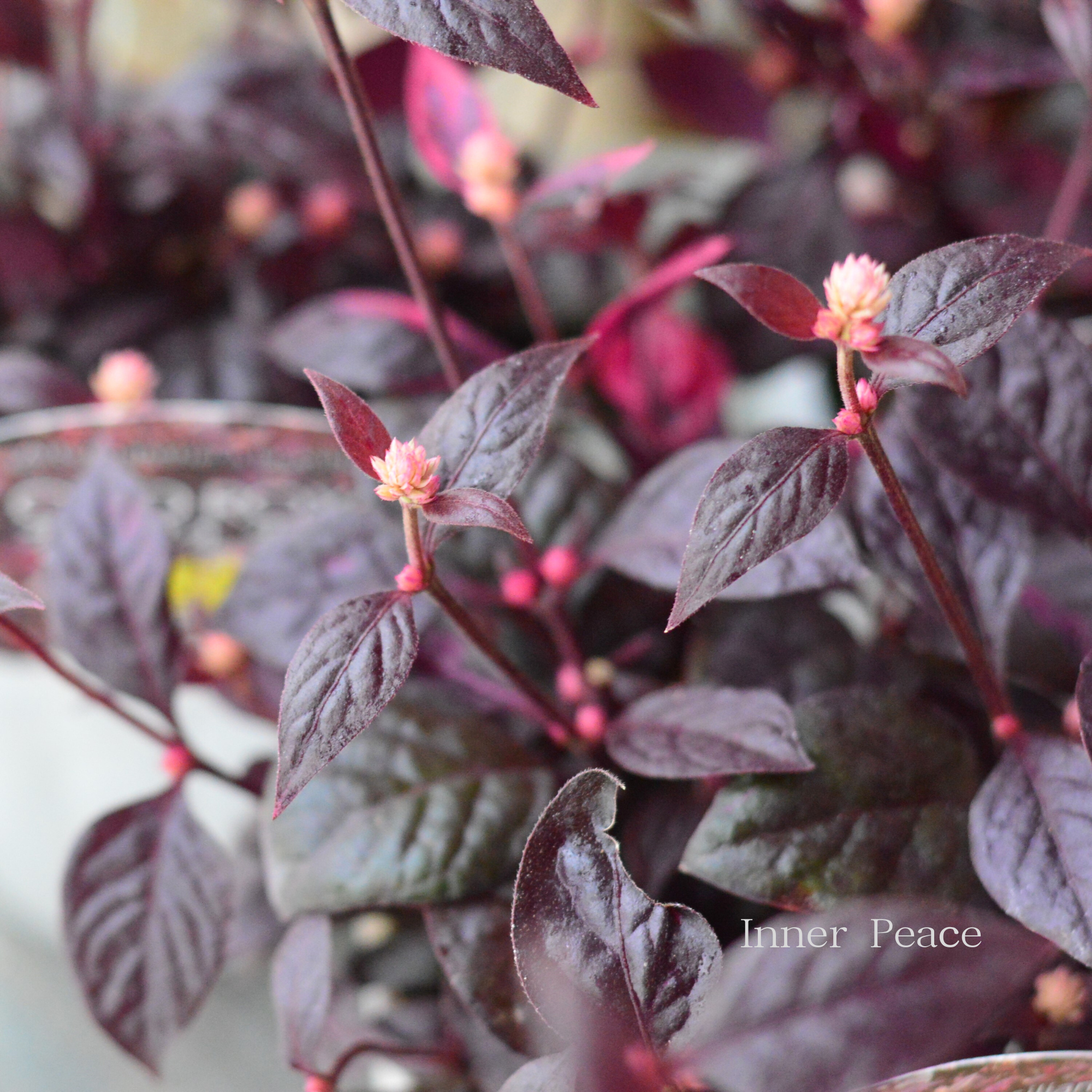 【2本植え!】 アルテルナンテラ 『オーヴォホショ』 3.5寸POT