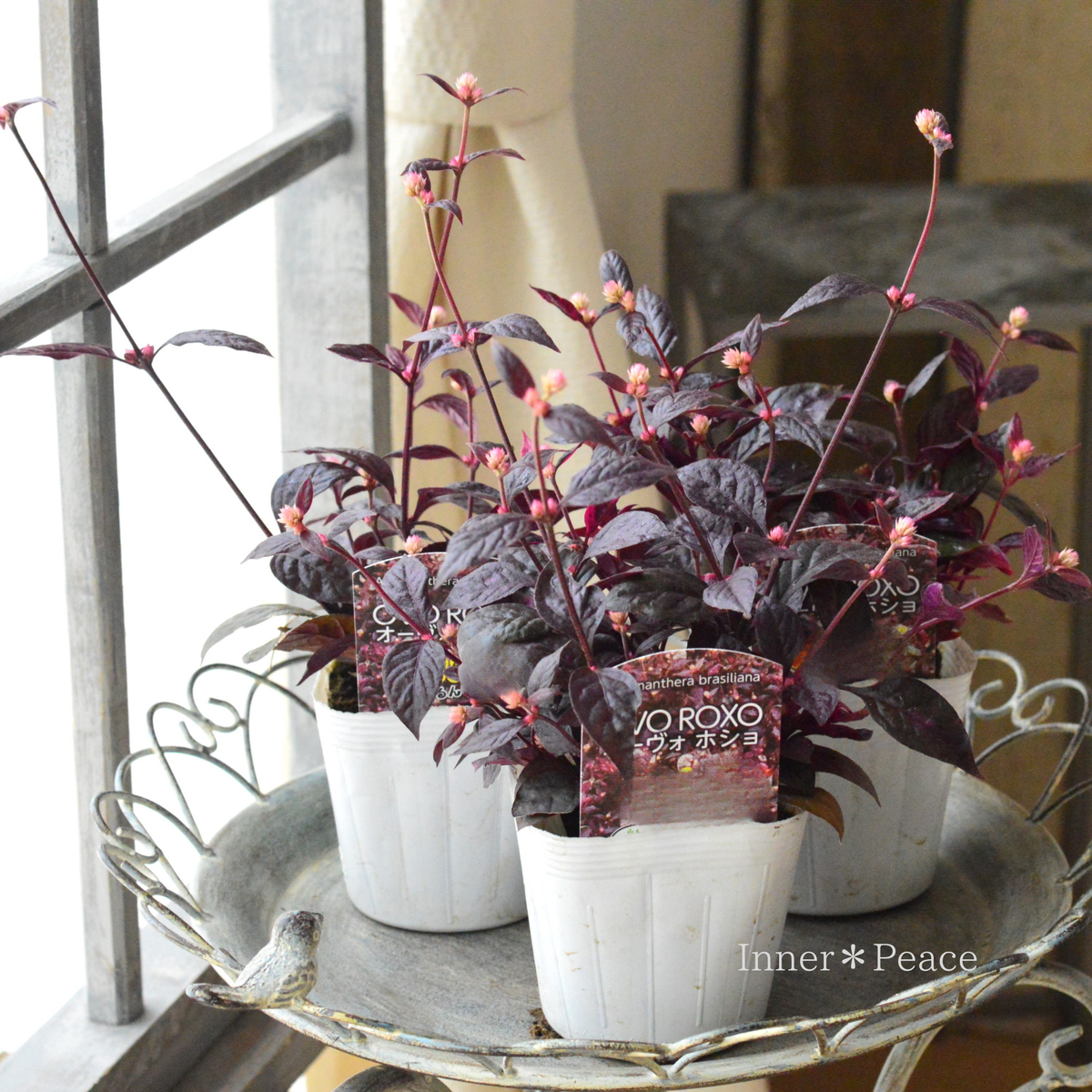 【かわいい】 アルテルナンテラ 『オーヴォホショ』 3~3.5寸POT