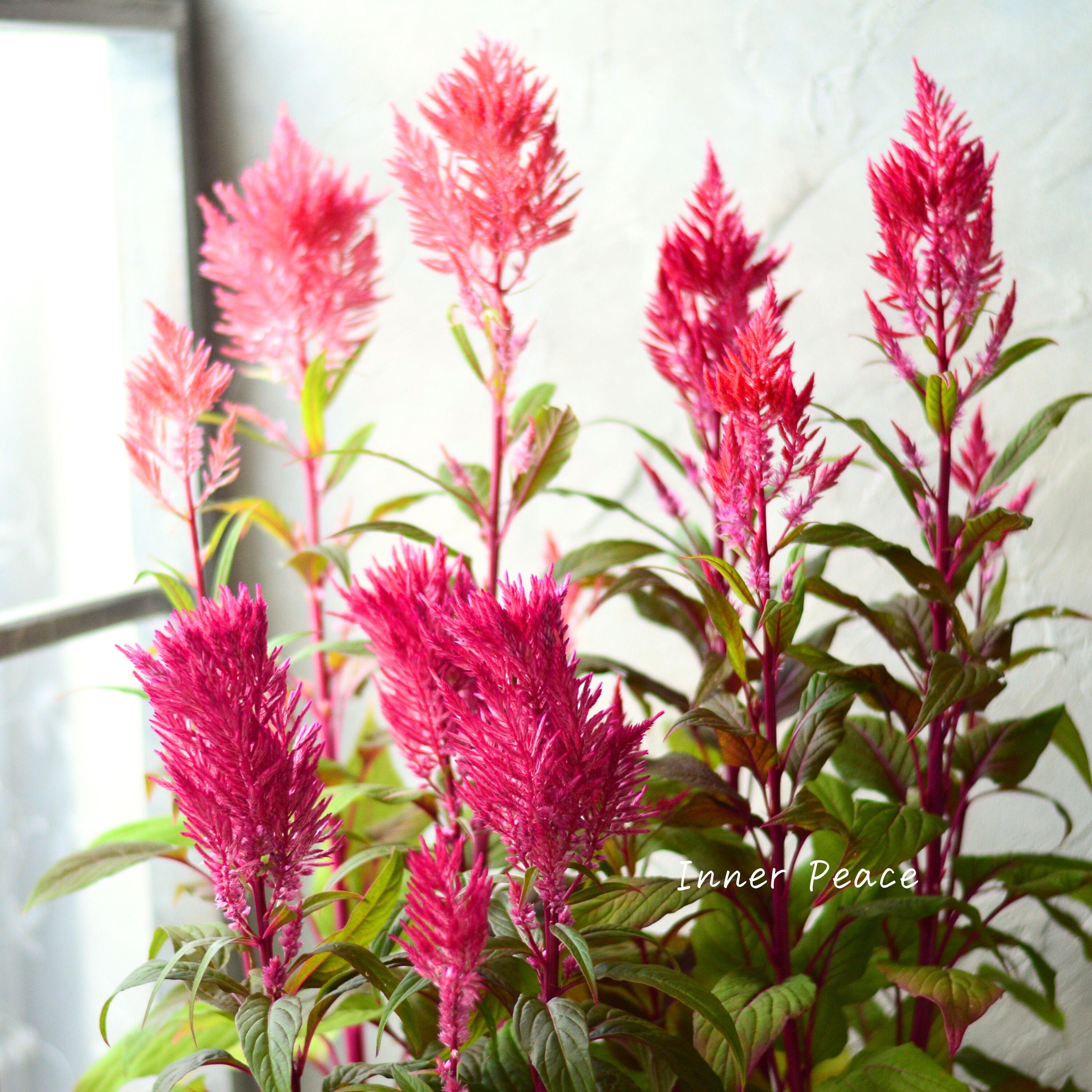 【ゲブラナガトヨさん】 ケイトウ 『霧島の秋・オレンジレッド系』 3.5寸POT