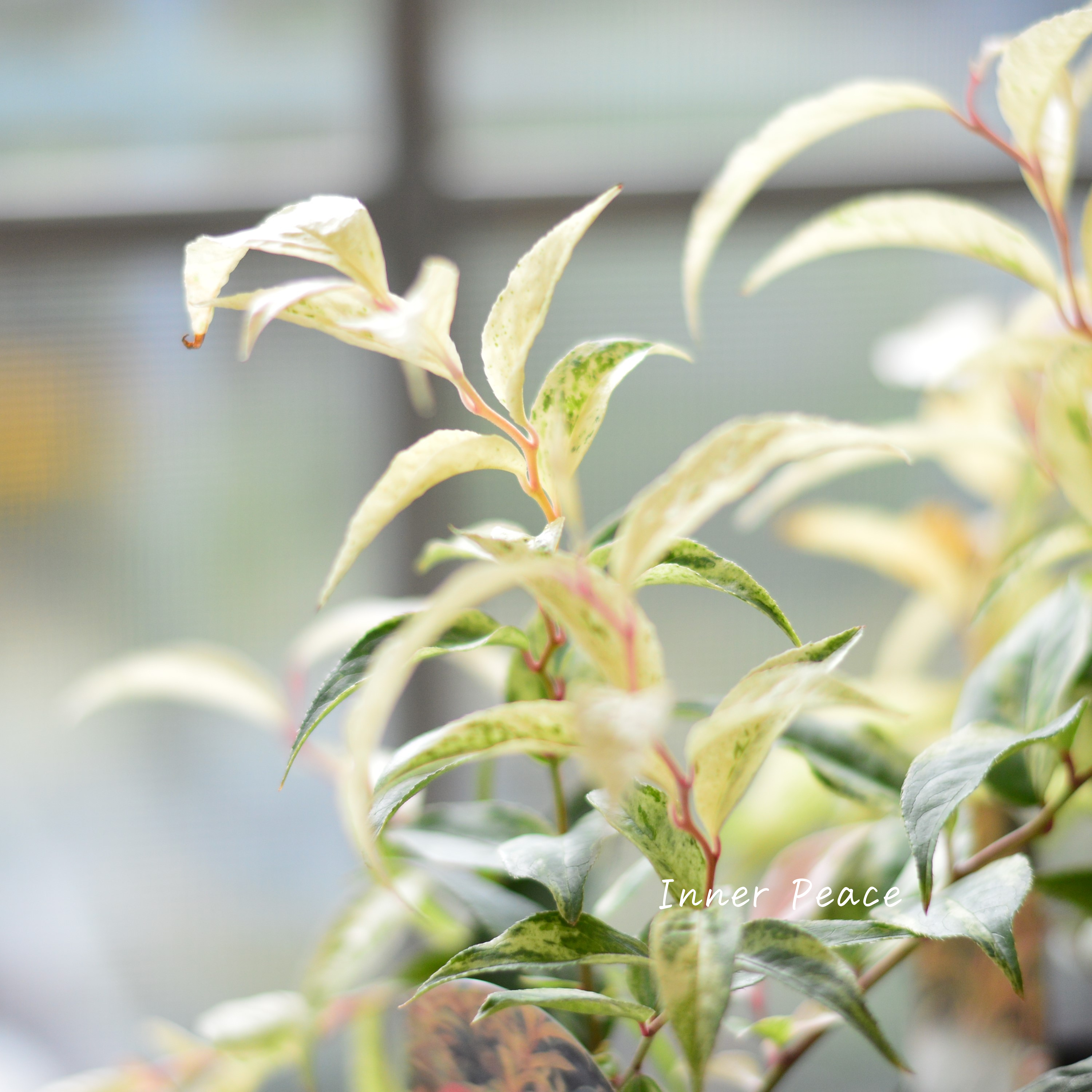 【斑入り】 ルコテー(西洋イワナンテン) 『レインボー』 3寸ロングPOT