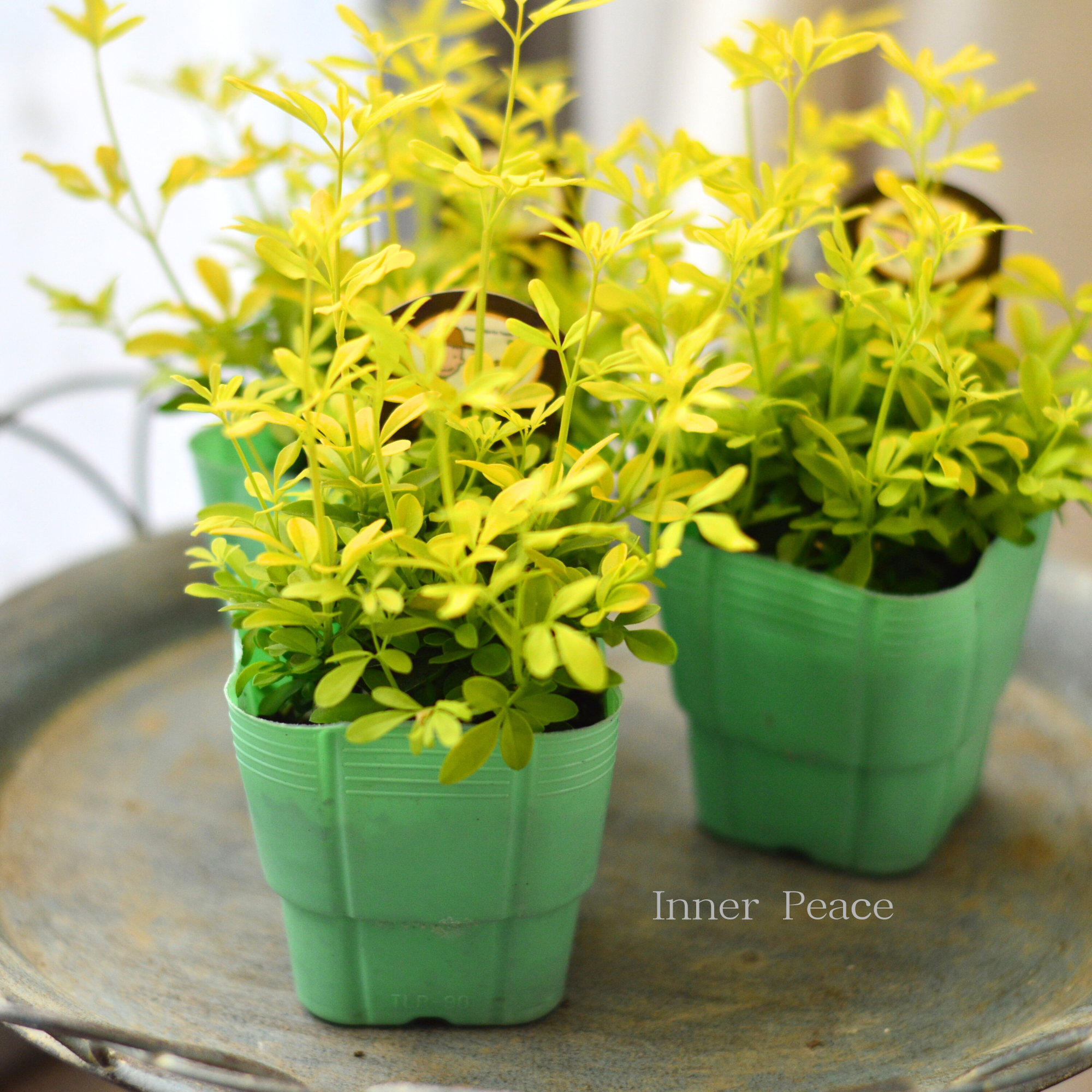 【寄せ植えに】 プリムローズジャスミン 『オーレア』 2.5寸POT