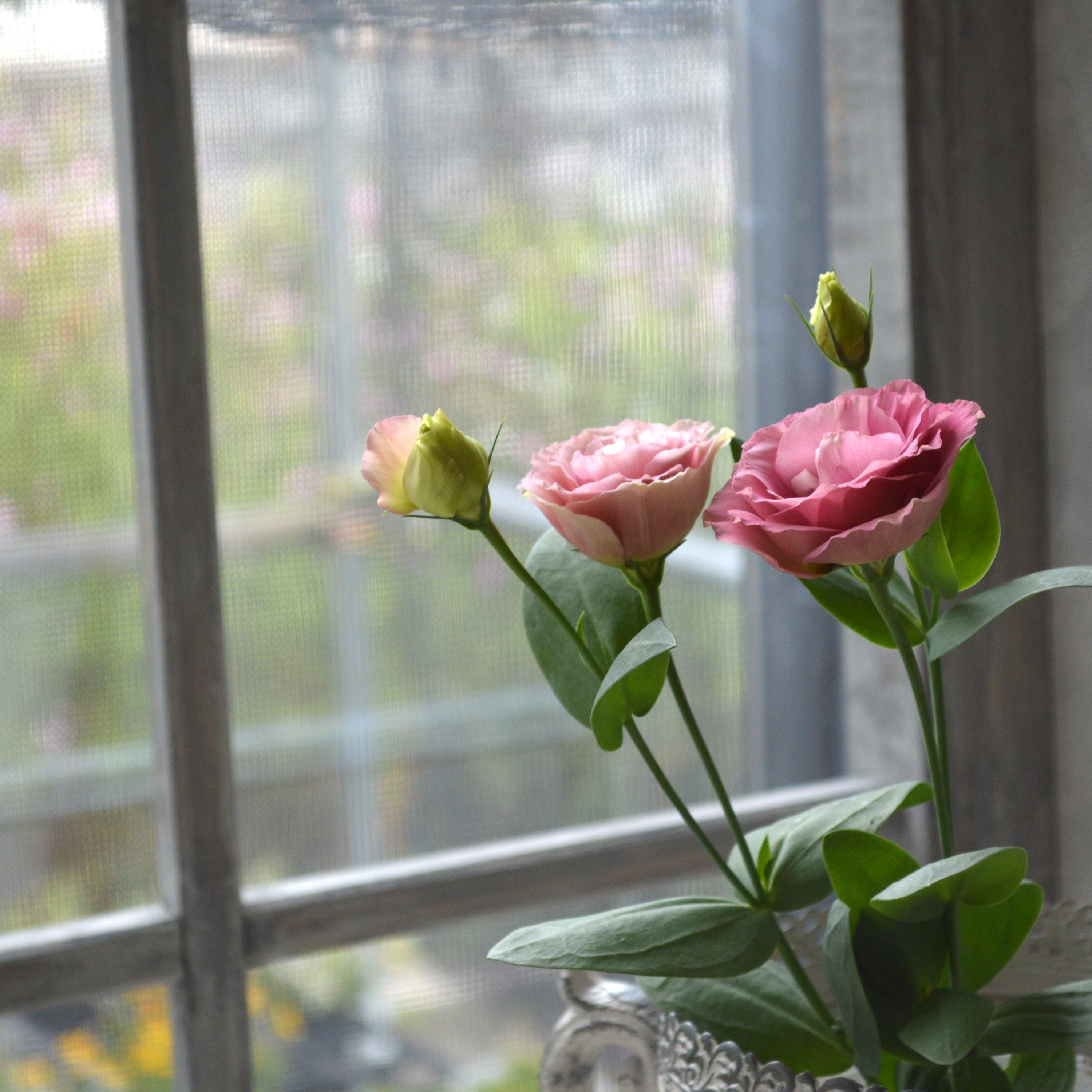 【美しい】 トルコギキョウ 『アンティークローズ』 3寸POT