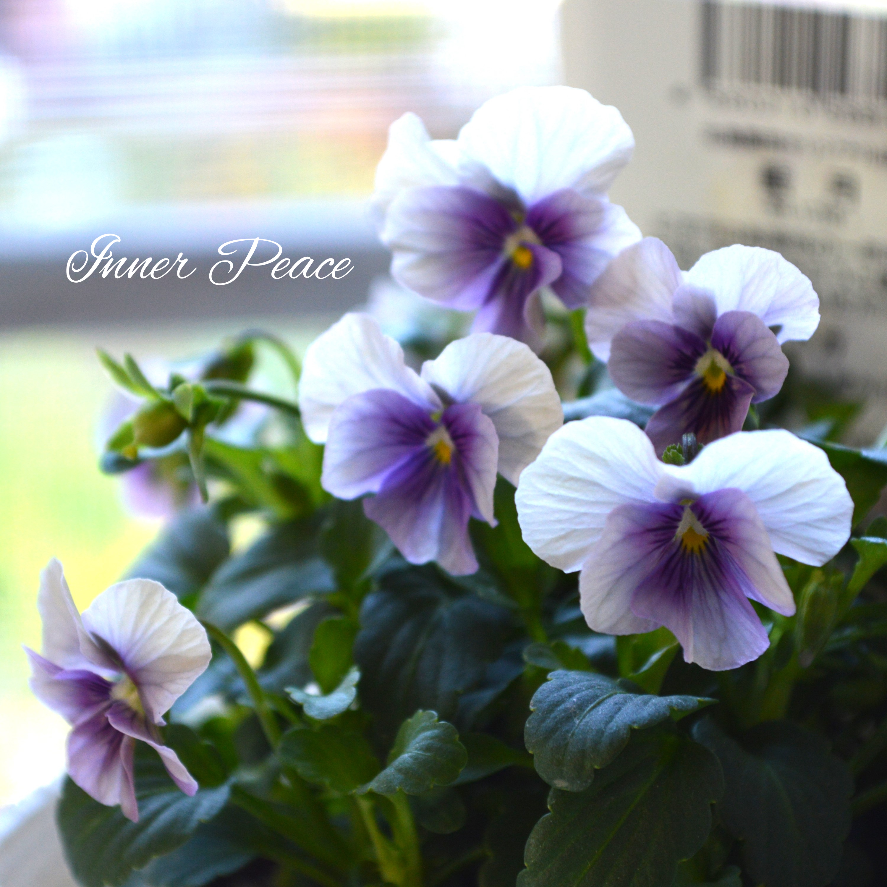 【希少】 北島園芸さんのビオラ 『藍月』 3.5寸POT