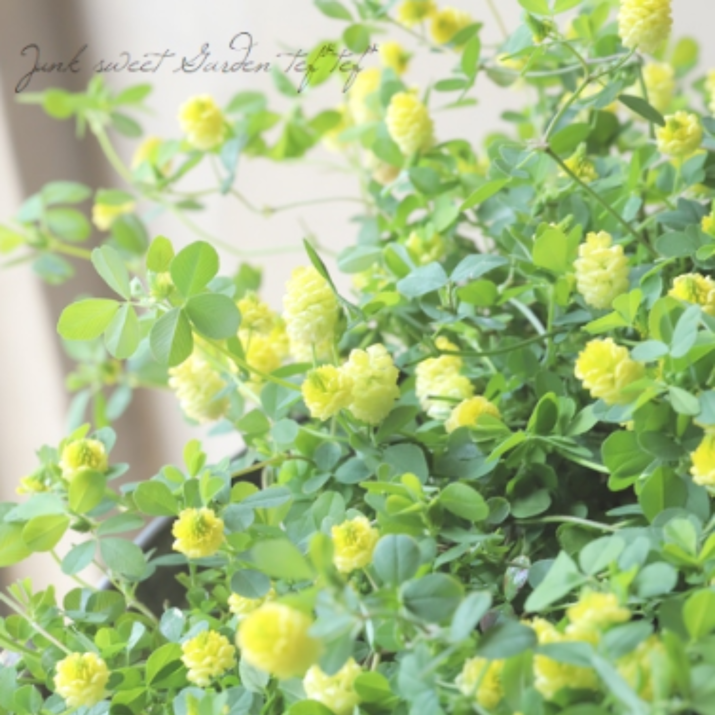 【かわいい】 トリフォニウム 『イエローリボン』 3寸POT