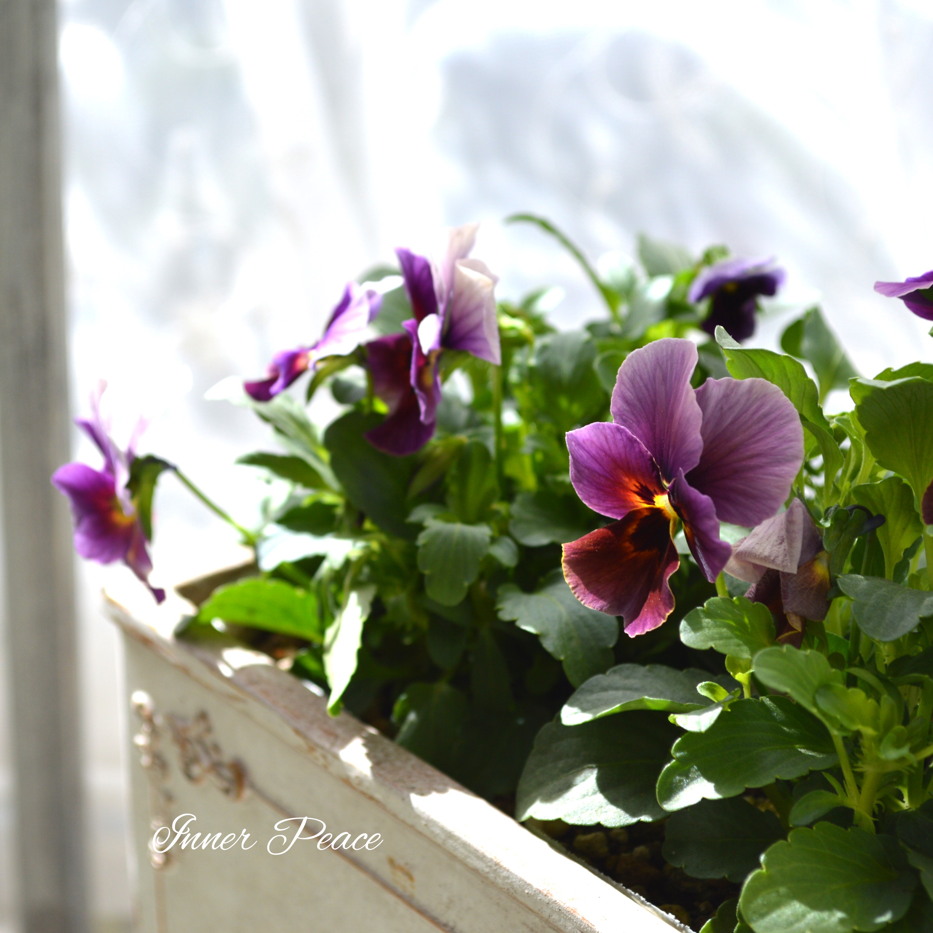 【美しい】 ビオラ 『ぶどうももか』 3.5寸POT