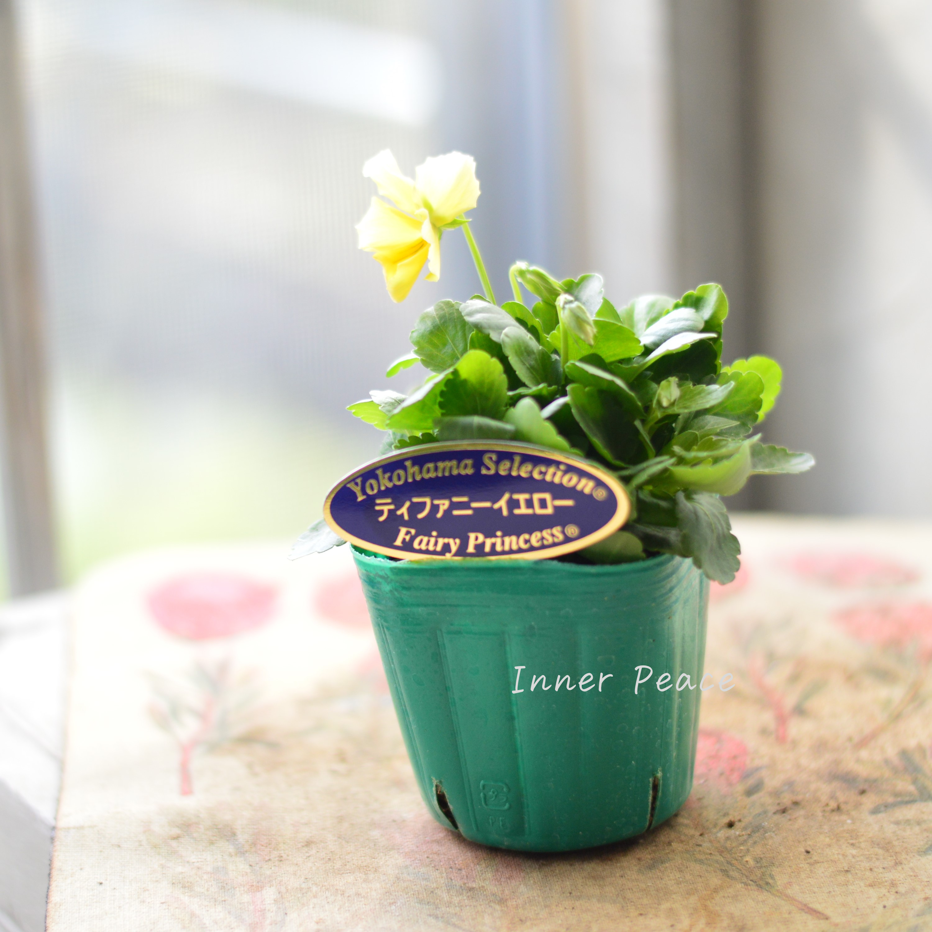 【人気】 ビオラ 『横浜セレクション・ティファニーイエロー』 3寸POT