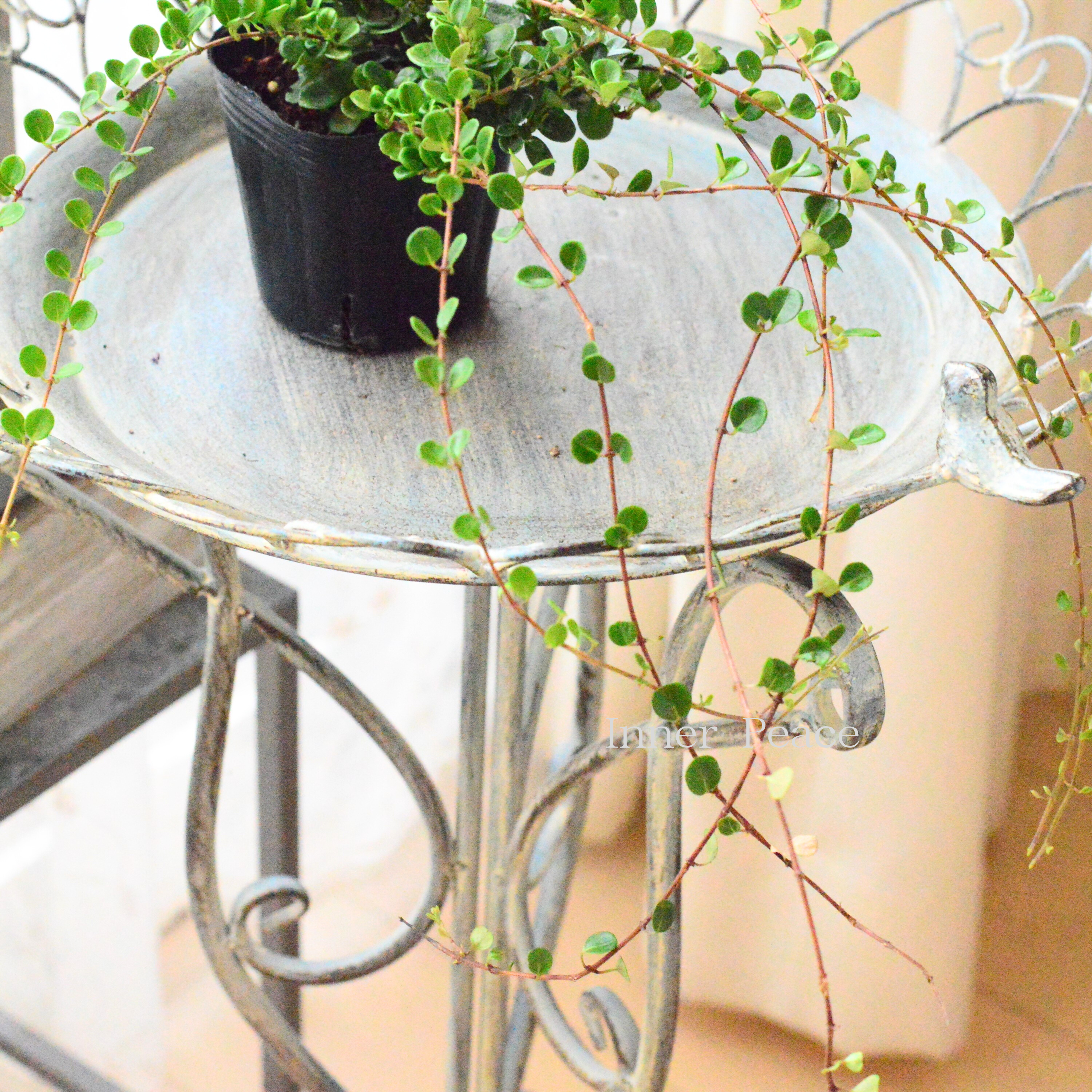 【枝垂れ咲き】 ロニセラ 『リトルハニー』 3寸POT