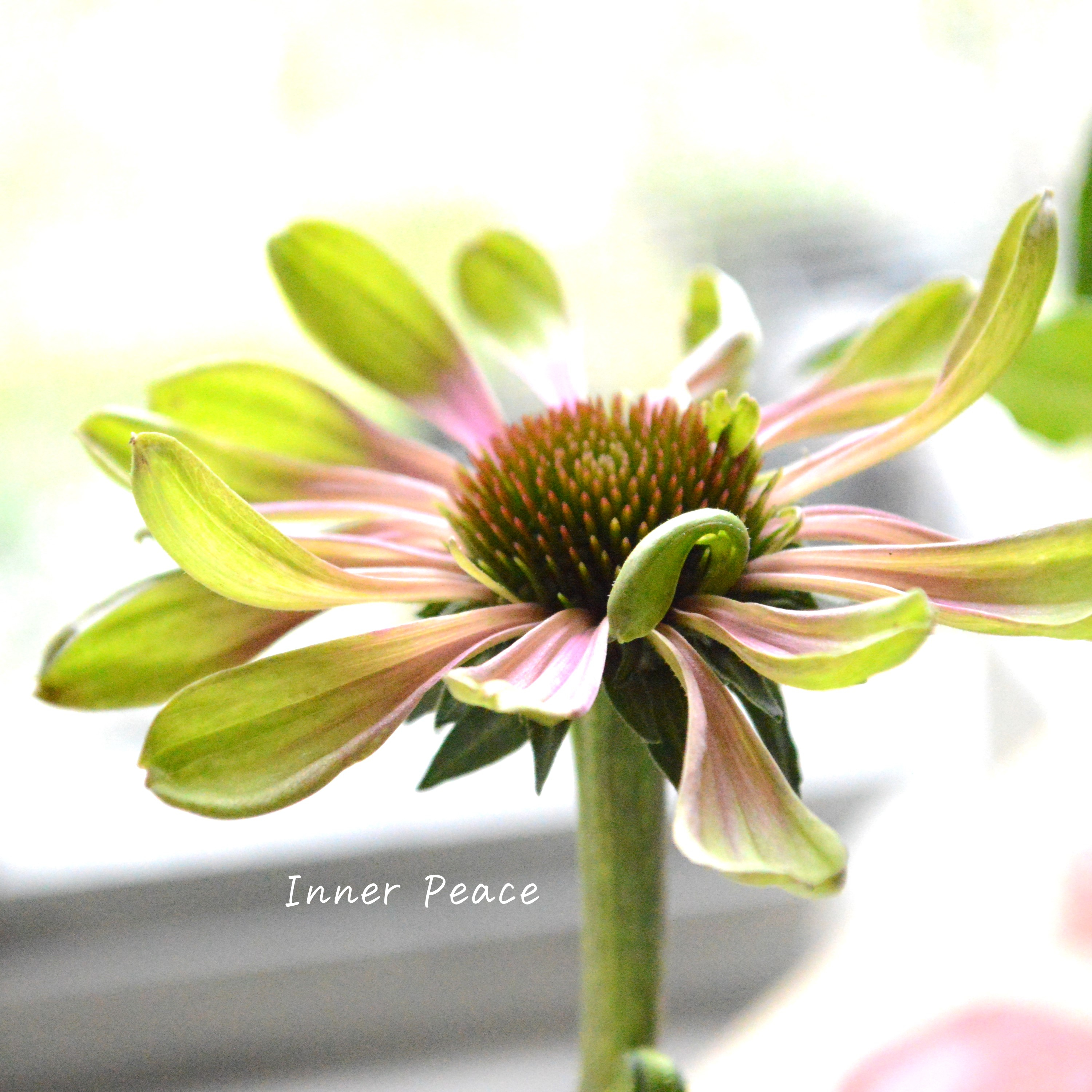 【暑さ寒さに強い】 エキナセア 『グリーンツイスター』 3.5寸ロングPOT