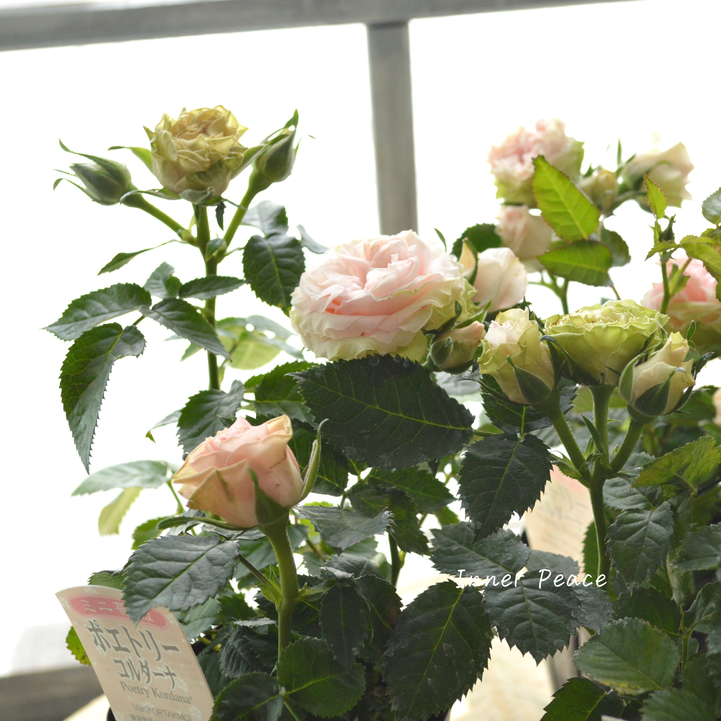 【美しい】 ミニ薔薇 『コルダナ・ポエトリー』 3寸POT