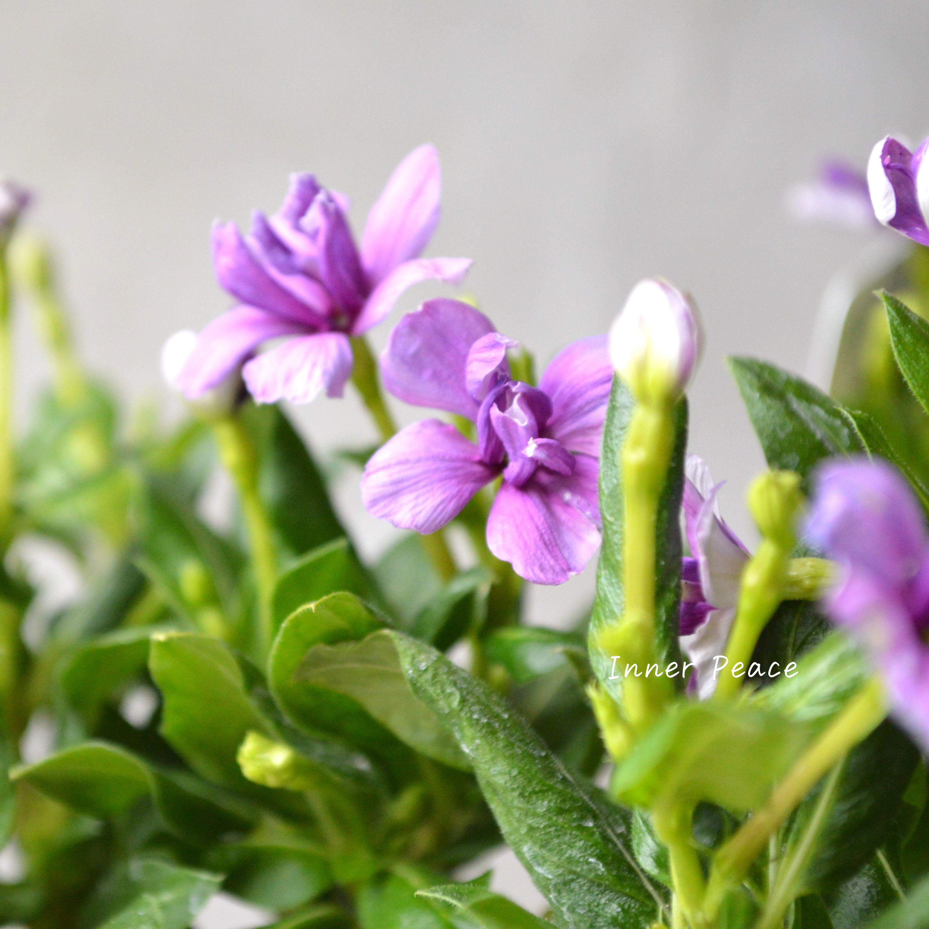 【北島園芸さん】 ニチニチソウ(八重咲き) 『ミラシリーズ・アクア』 3.5寸POT