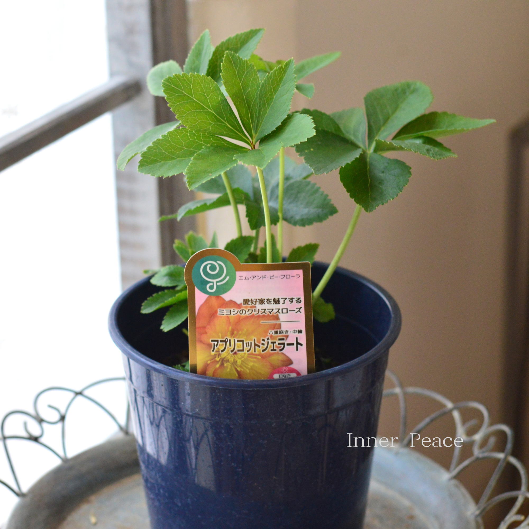 【ミヨシ】 クリスマスローズ 『アプリコットジェラート』 6号鉢