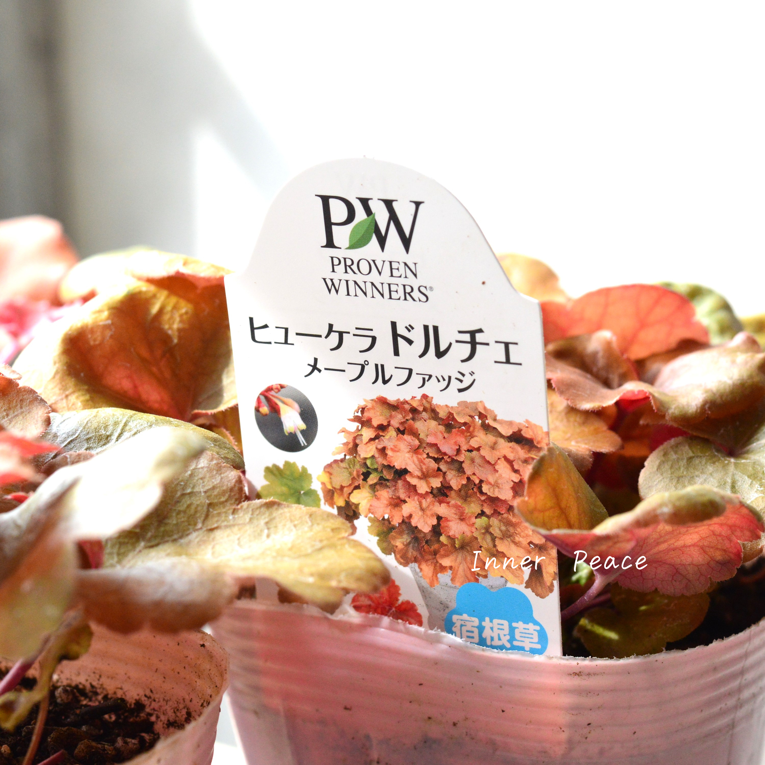 【PW】 ヒューケラ ドルチェ 『メープルファッジ』 3.5寸POT