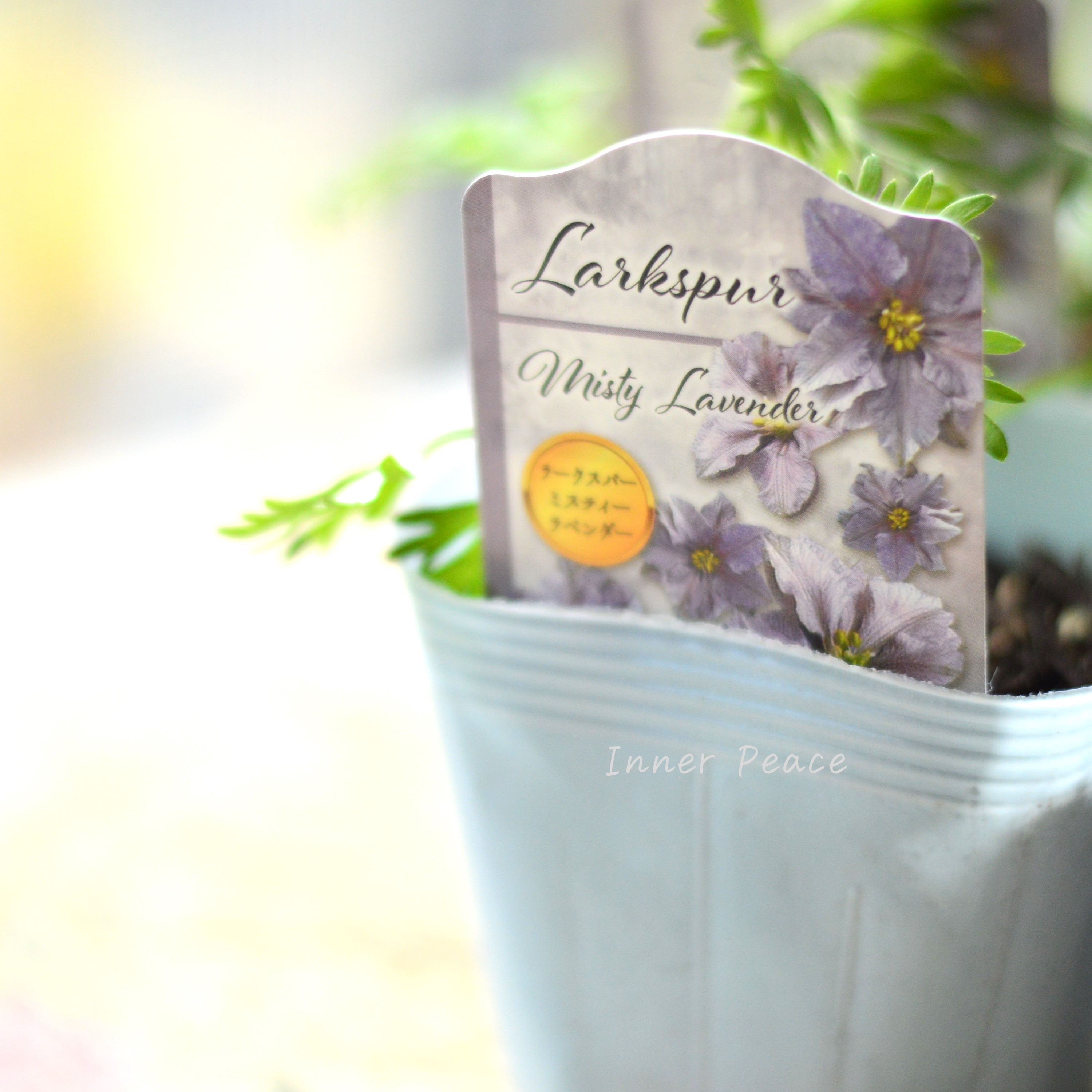 【人気】 ラークスパー 『ミスティラベンダー』 3寸POT