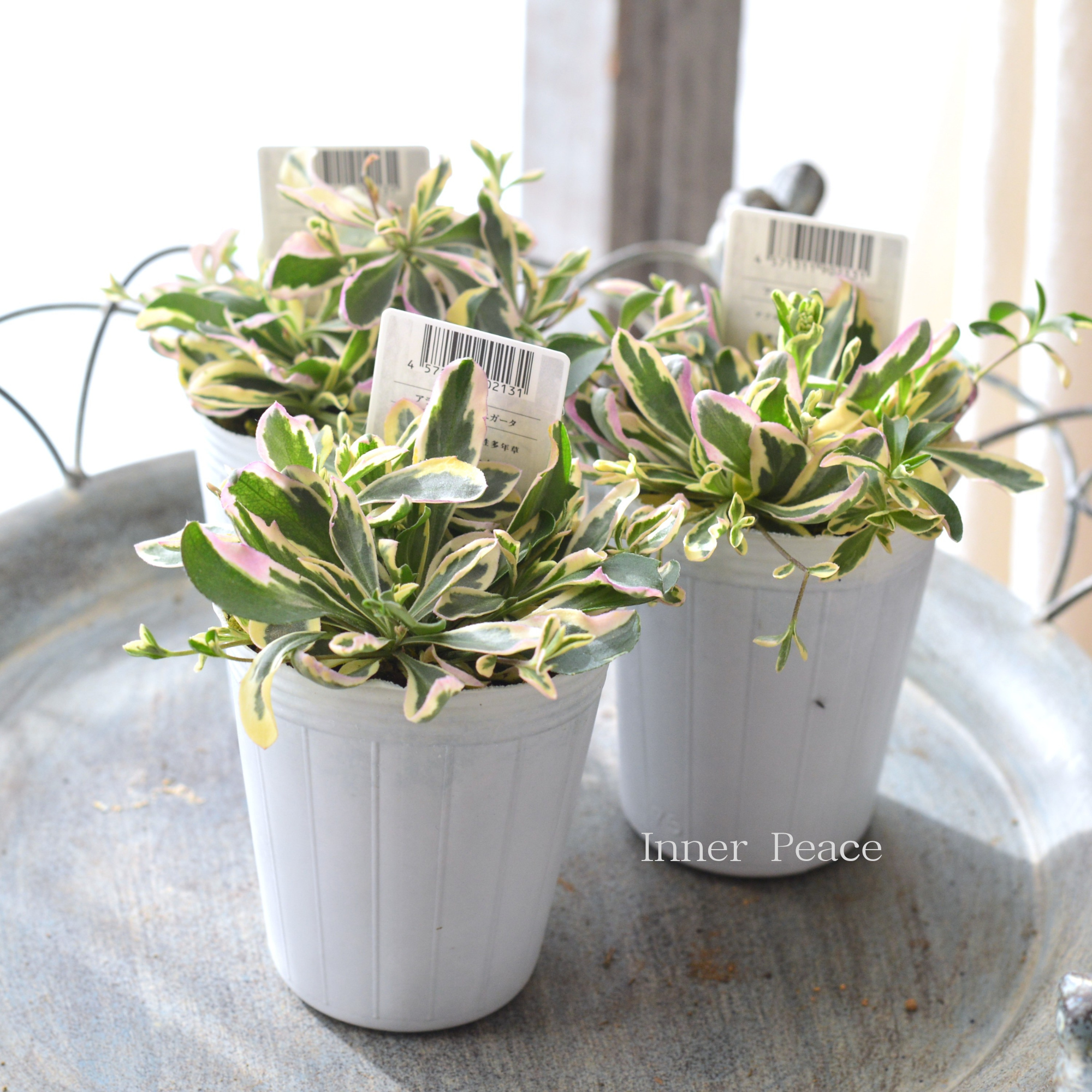 【斑入り】 アラビス 『バリエガータ』 2.5寸POT