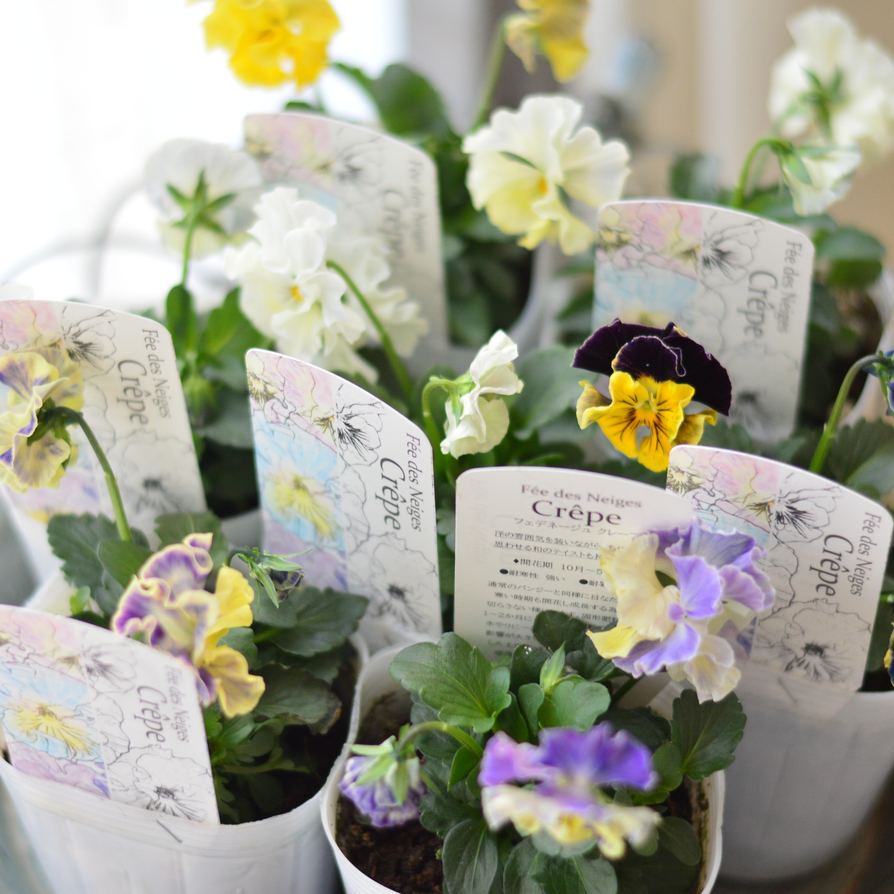 【美しい】 パンジー 『フェデネージュ・クレープ』 3.5寸POT