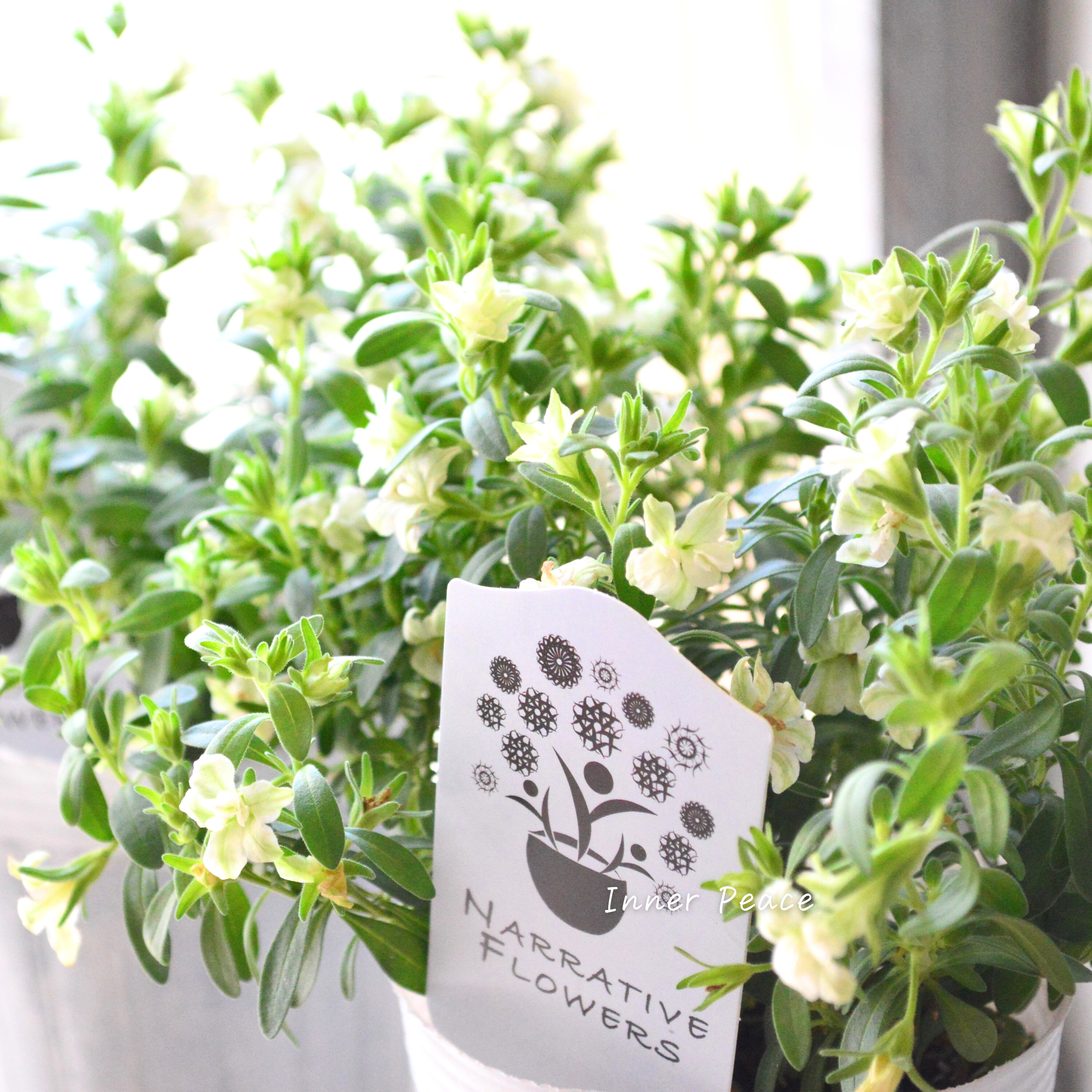 【ナラフラさん】 八重咲きカリブラコア 『グリーン』 3寸ロングPOT