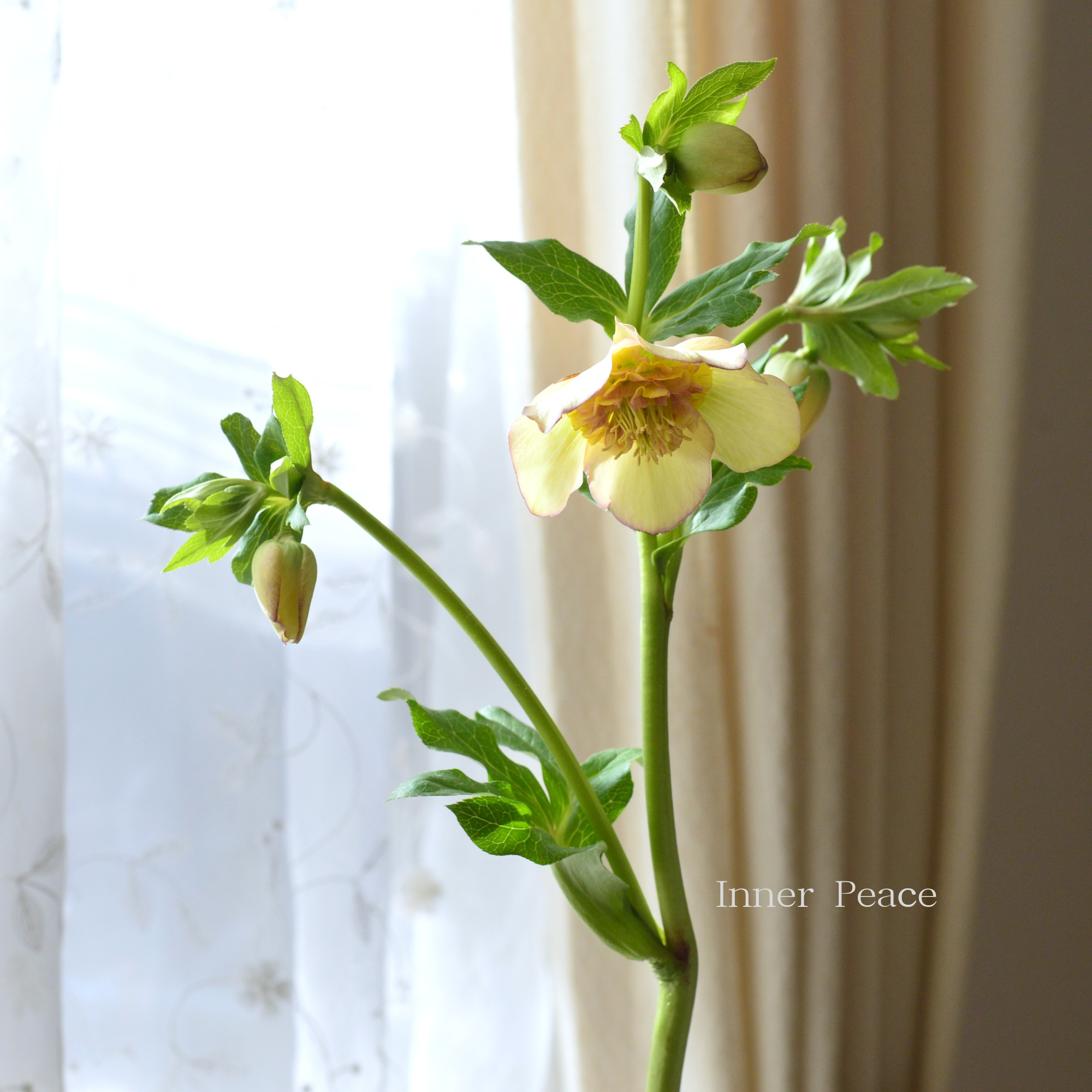 【杉光園芸さん】 クリスマスローズ 『セミダブル』 4号POT