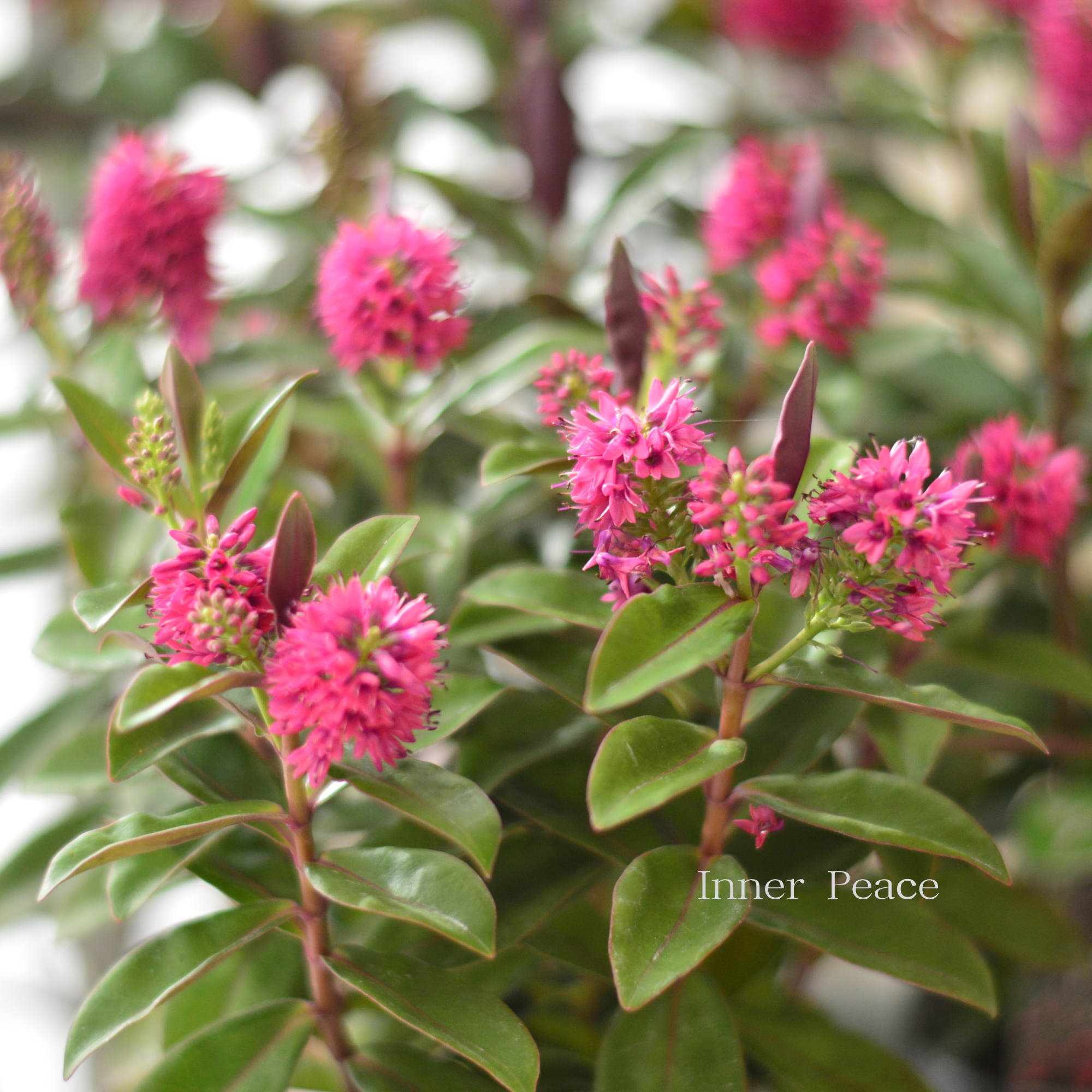 【個性的】 ヘーベ 『クイーン・キウィヘーベ ピンク系』 3.5寸POT