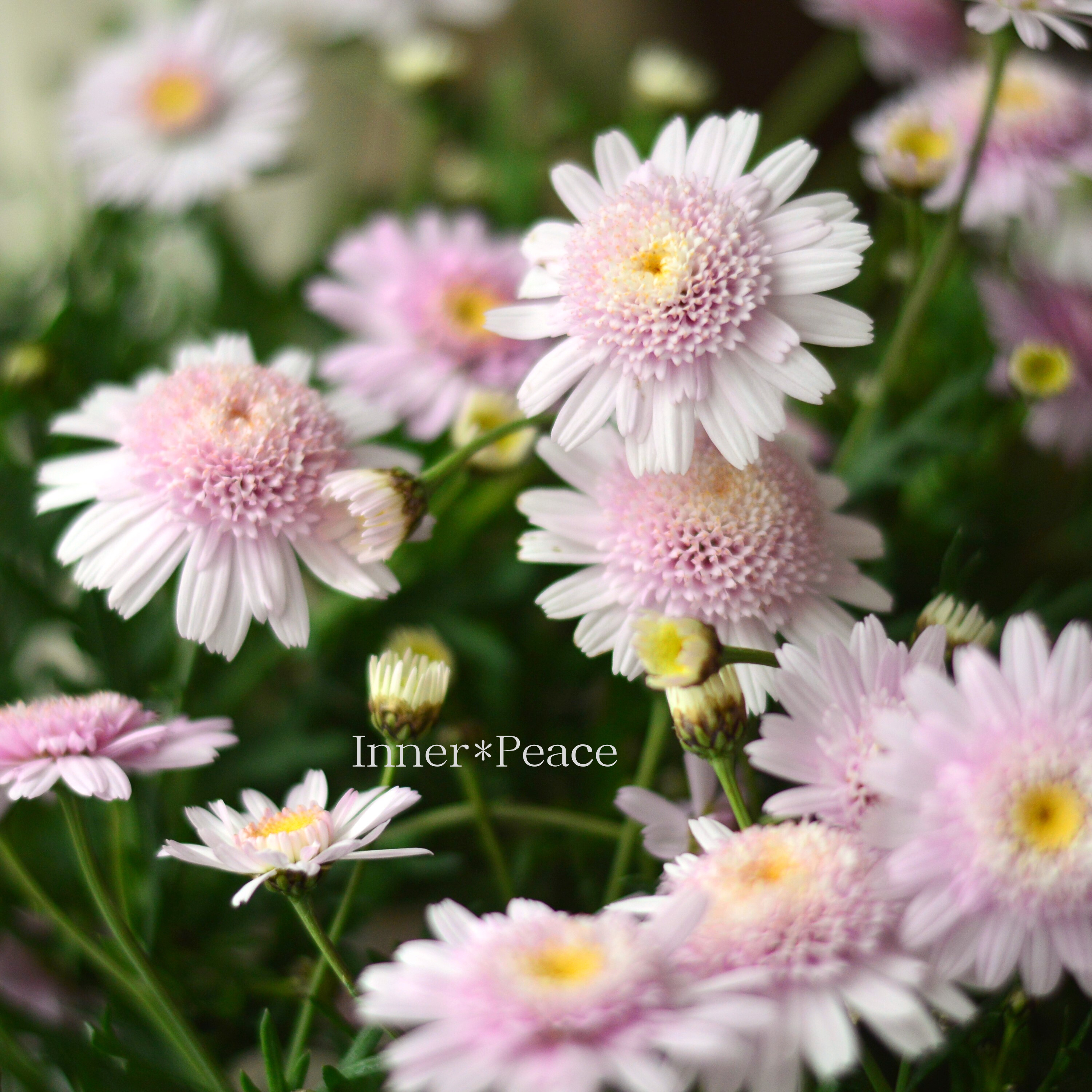 【松原園芸さん】 マーガレット 『ぽぽたん・ベビーピンク』 3寸ロングPOT