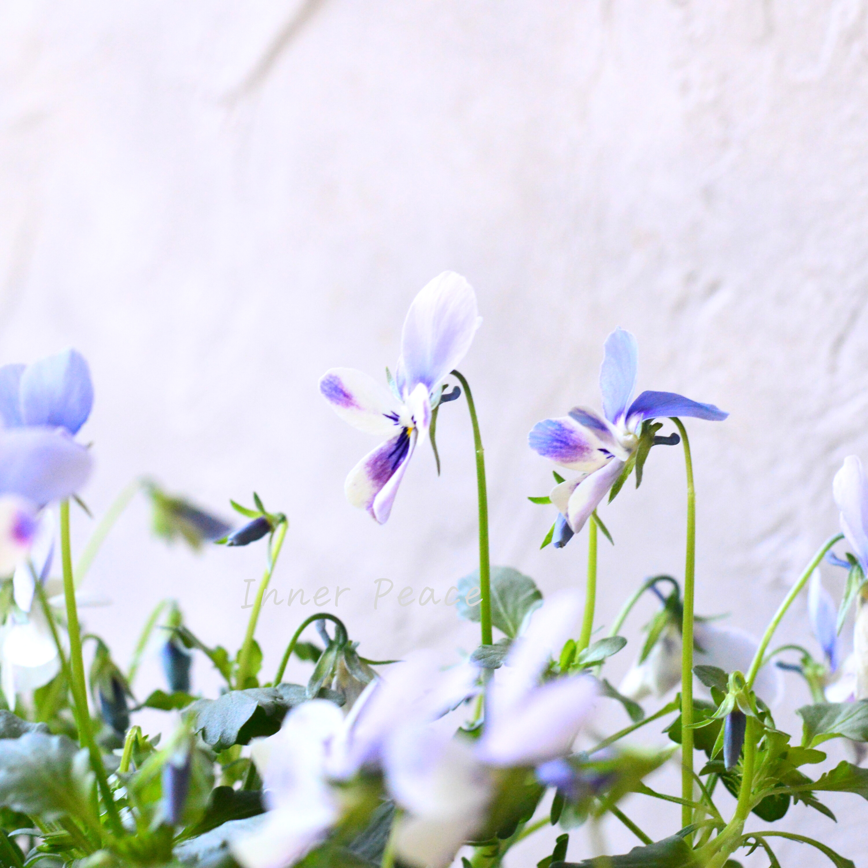 【美しい】 ビオラ ロカハーツ 『ブルーウイングス』 3.5寸POT