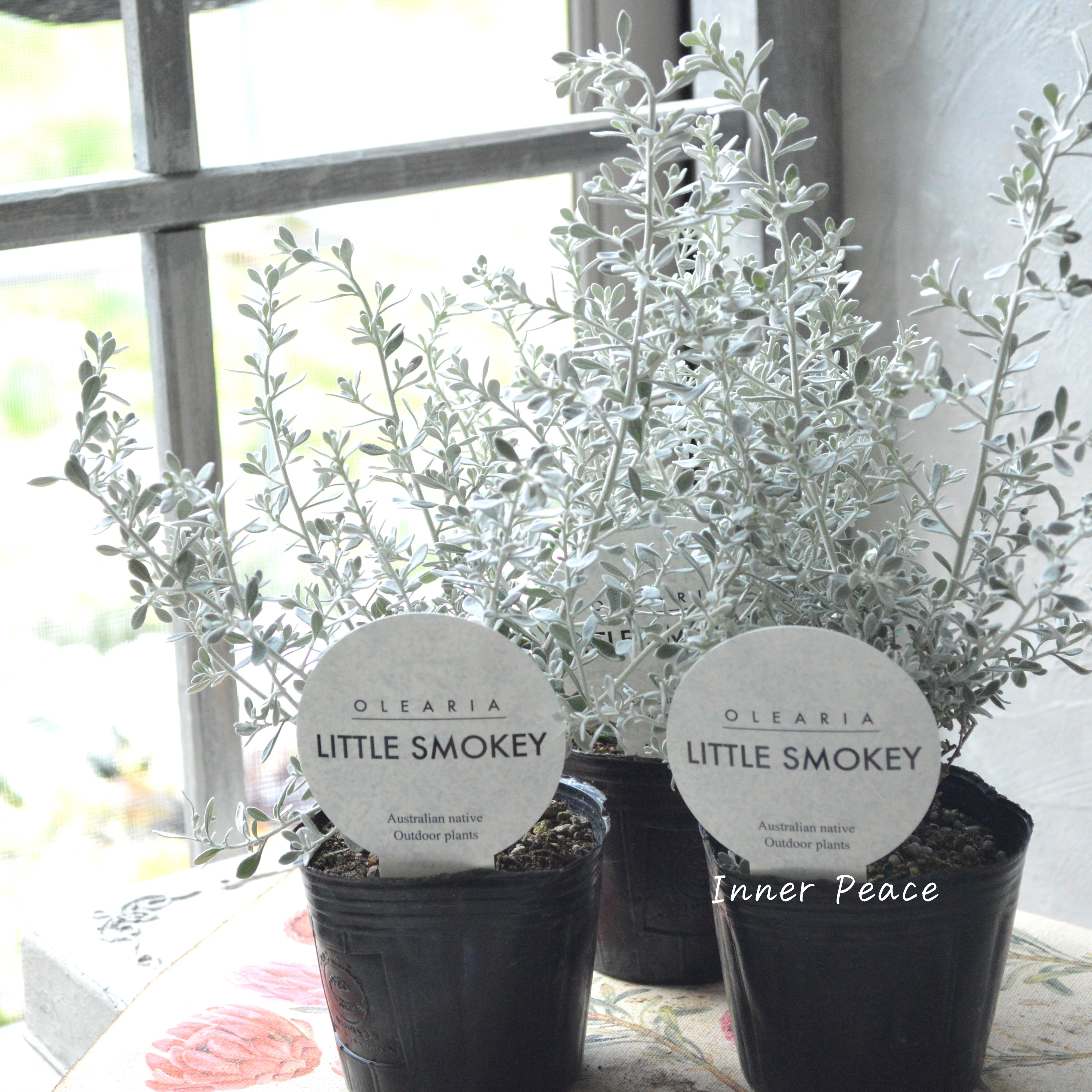 【寄せ植えに】 オレアリア 『リトルスモーキー』 3寸POT